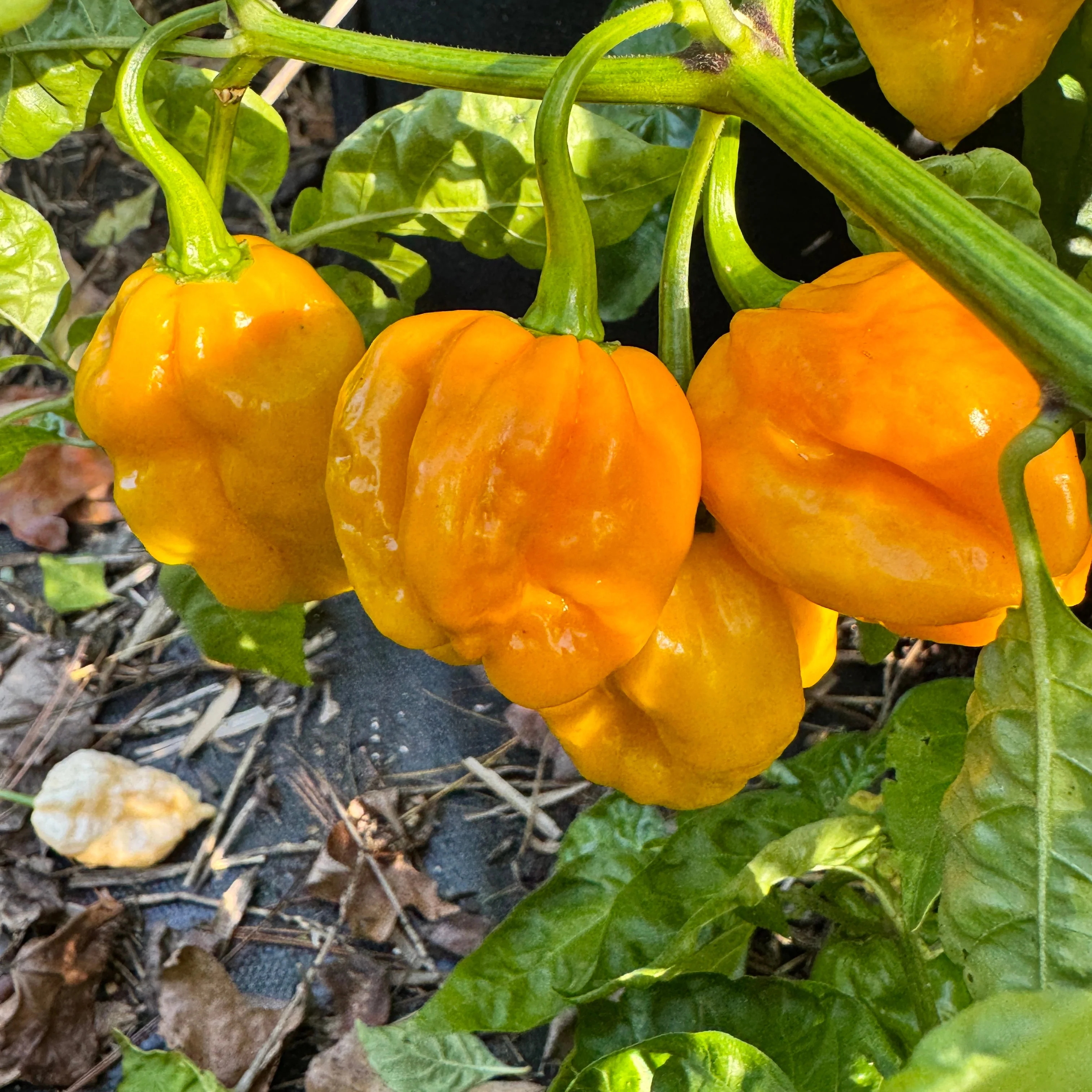 Reaper Bonnet - Seeds - Image 3