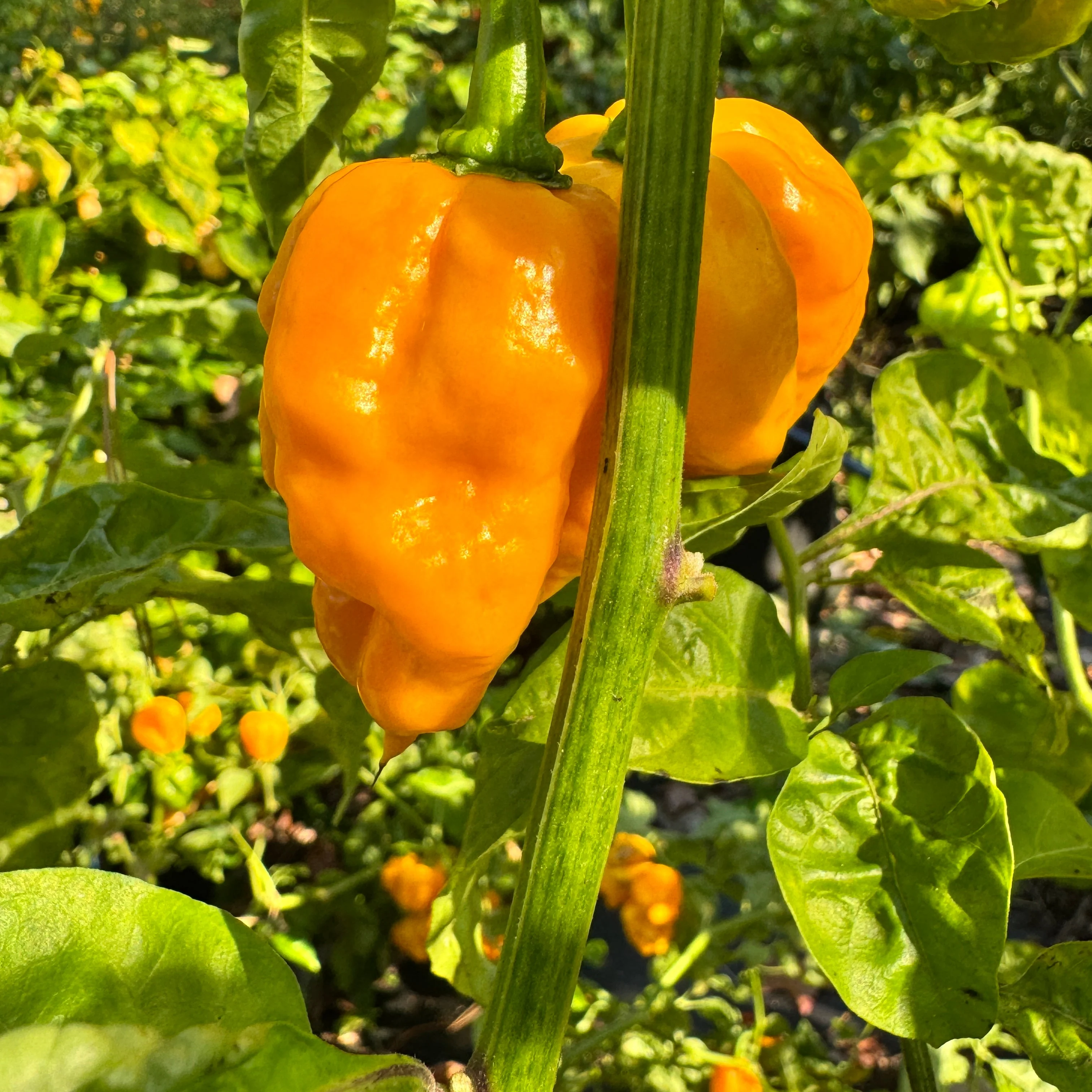 Reaper Bonnet - Seeds - Image 4