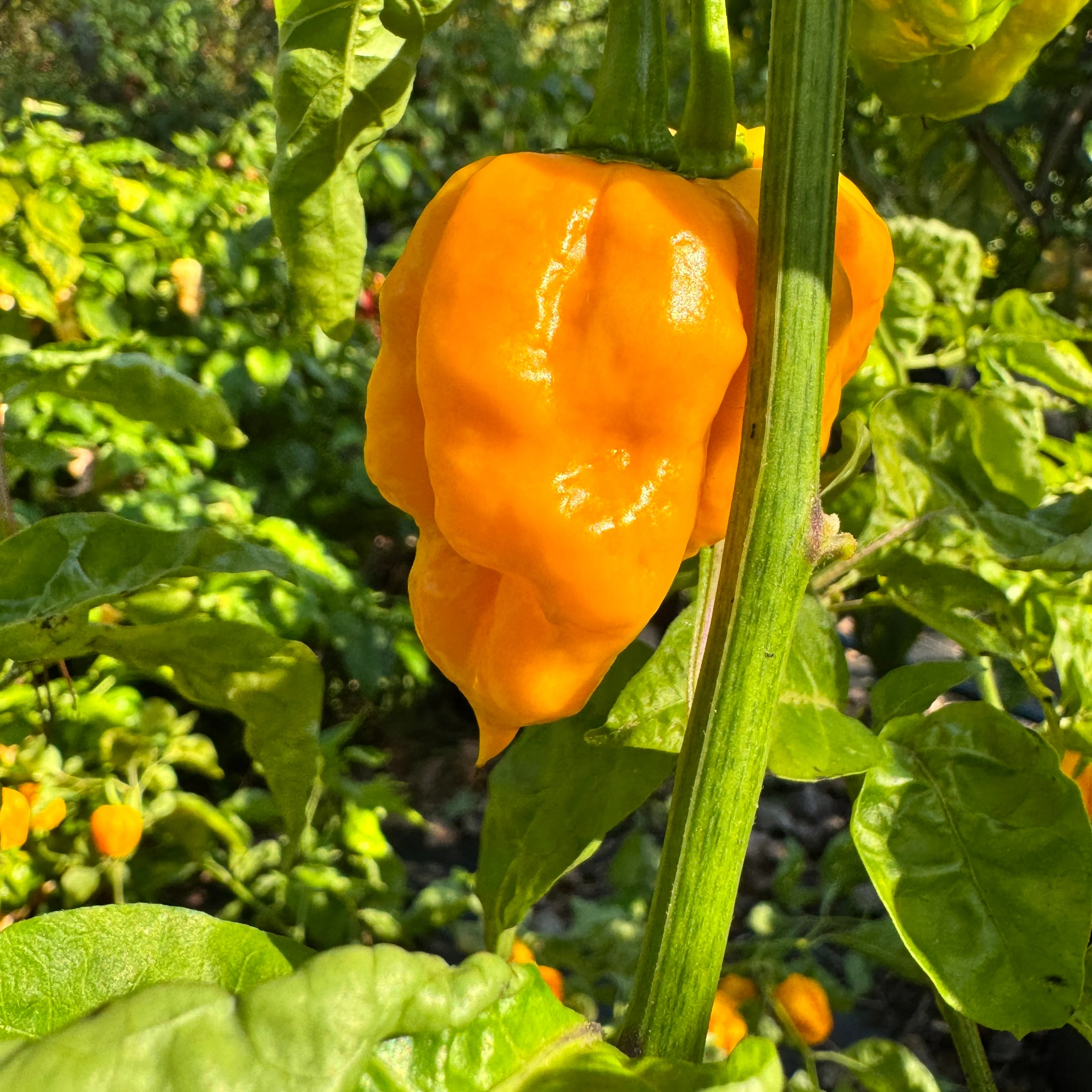 Reaper Bonnet - Seeds - Image 5