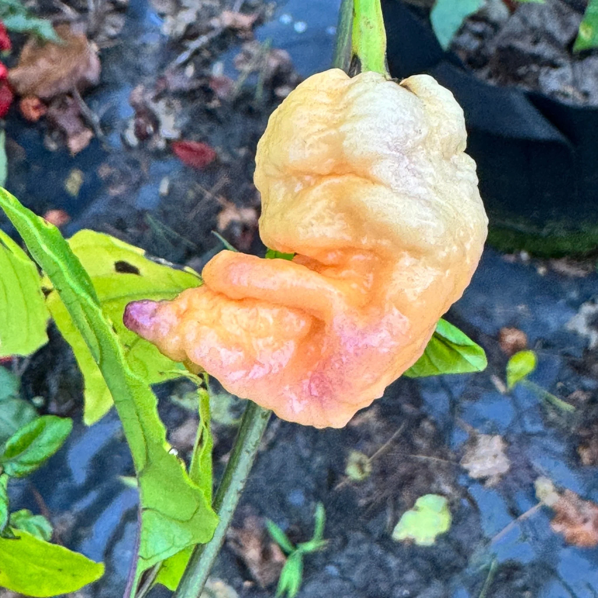 Reaper Sbagliato Purple Peach - Seeds - Image 10