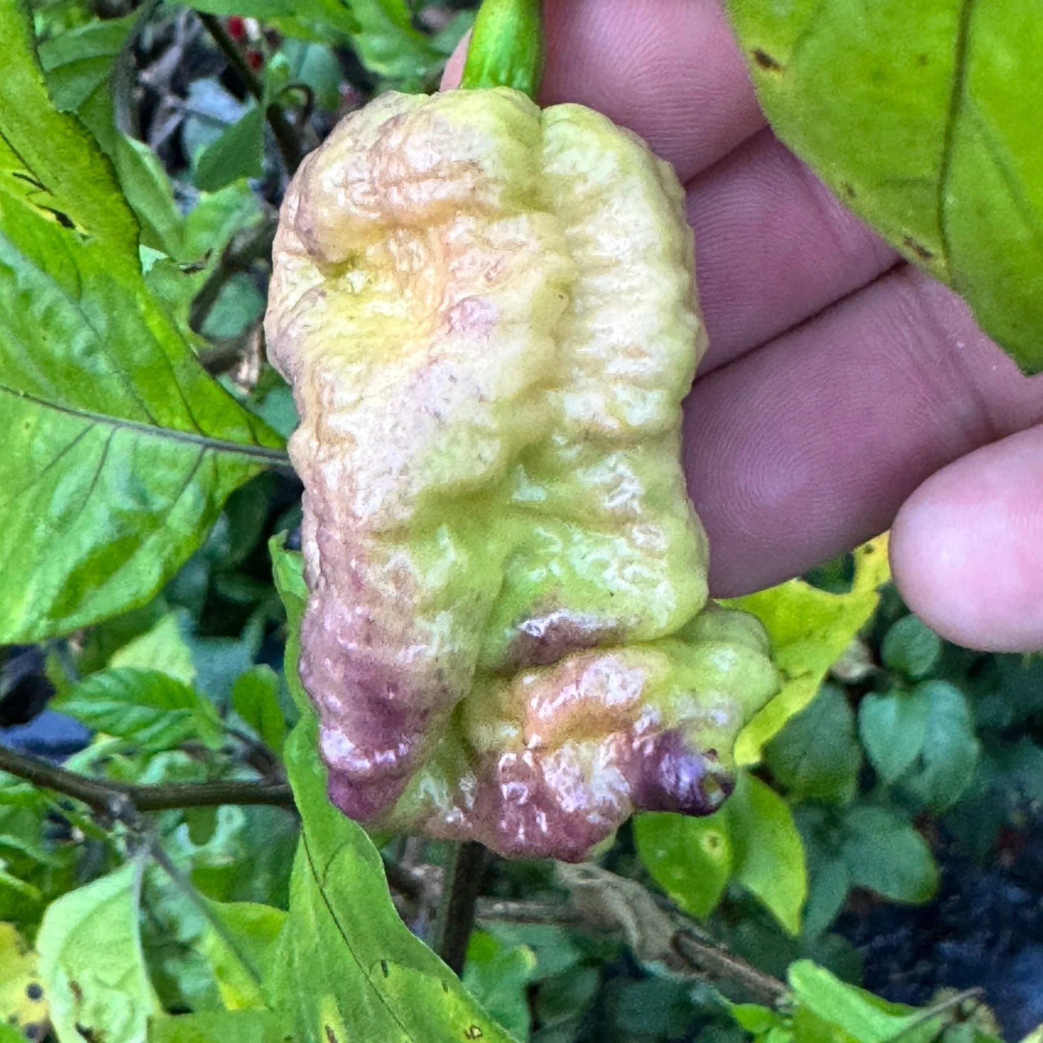 Reaper Sbagliato Purple Peach - Seeds - Image 11