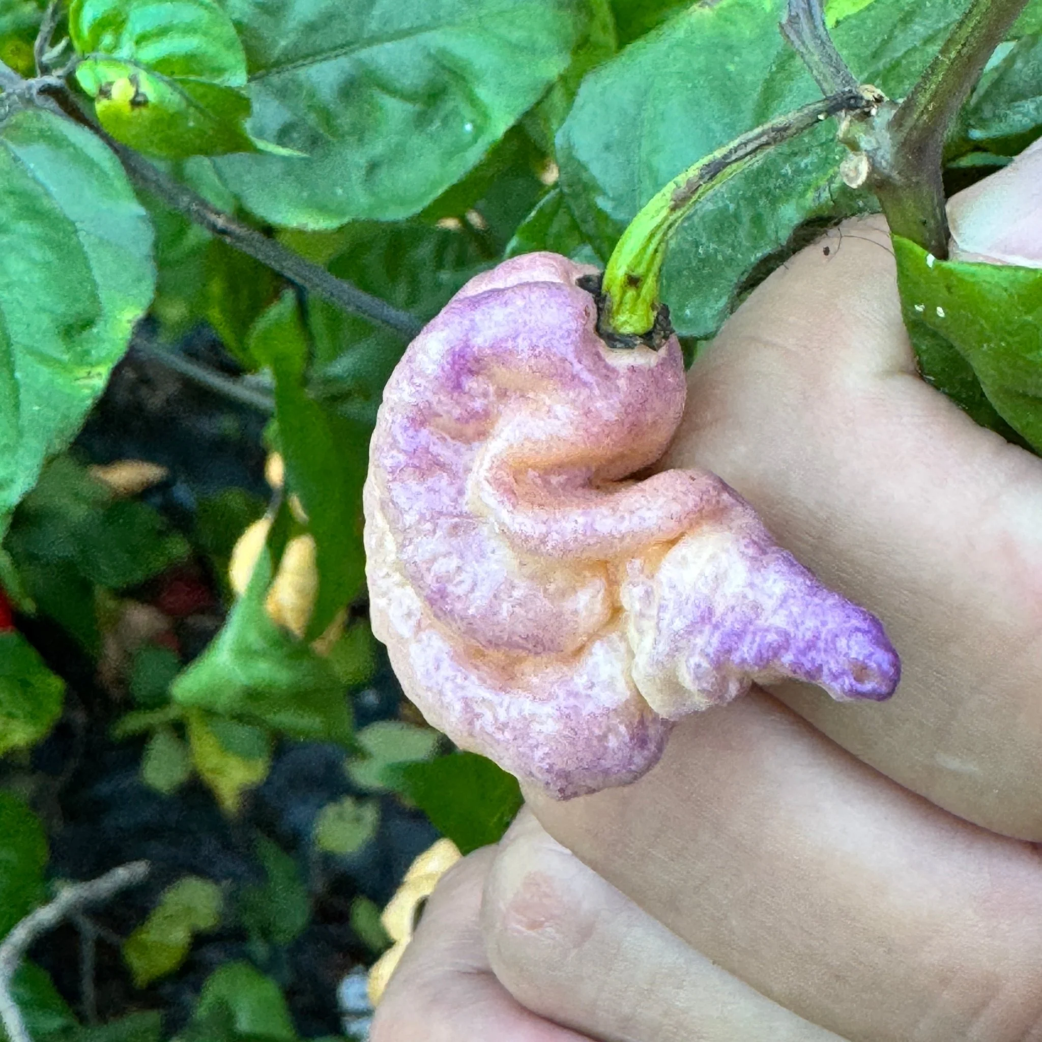Reaper Sbagliato Purple Peach - Seeds - Image 12