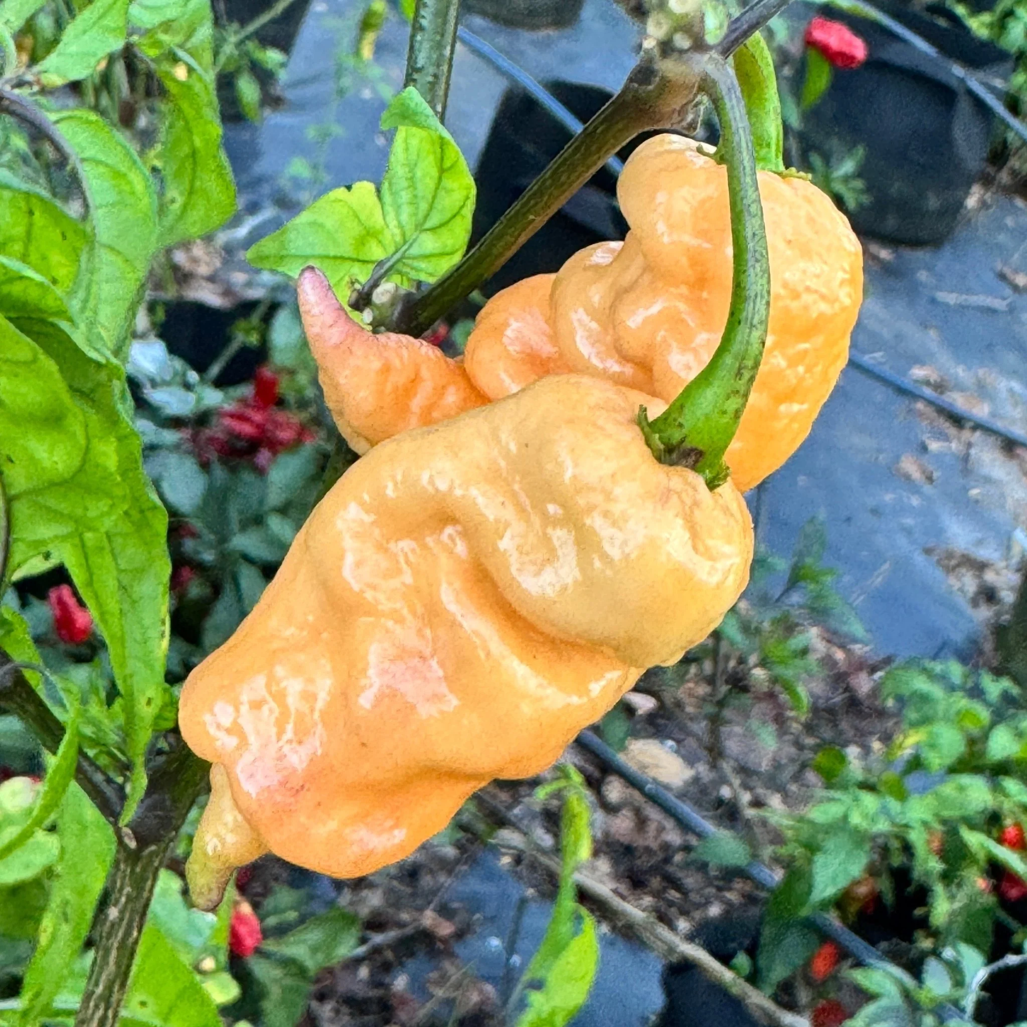 Reaper Sbagliato Purple Peach - Seeds - Image 13