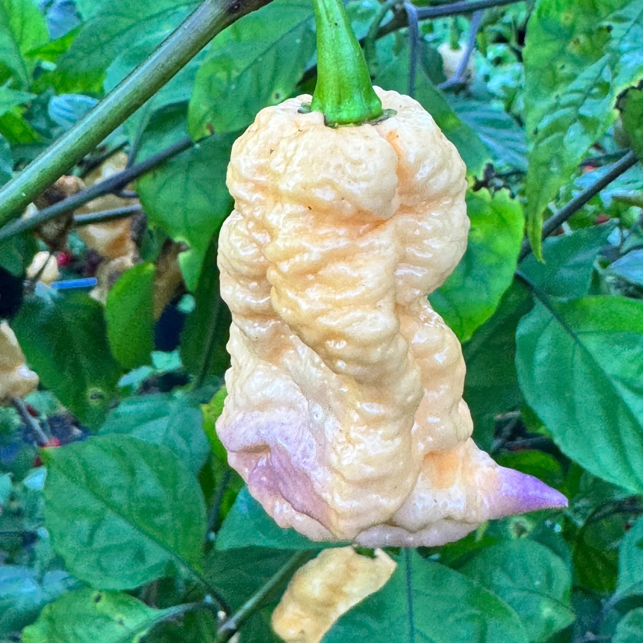 Reaper Sbagliato Purple Peach - Seeds - Image 2