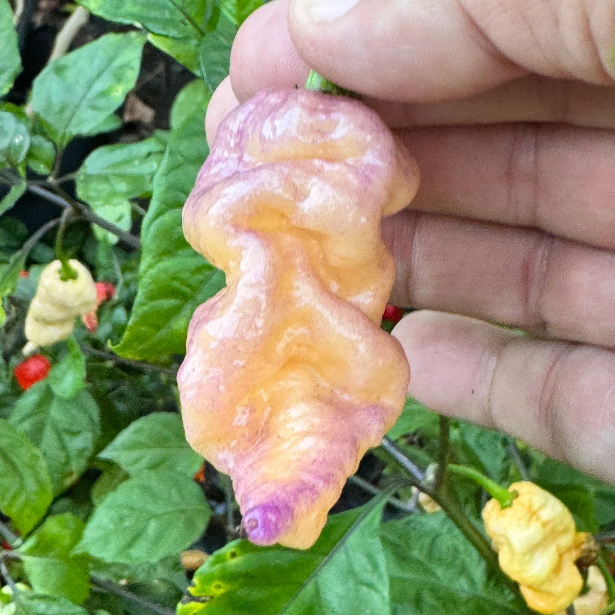 Reaper Sbagliato Purple Peach - Seeds - Image 3