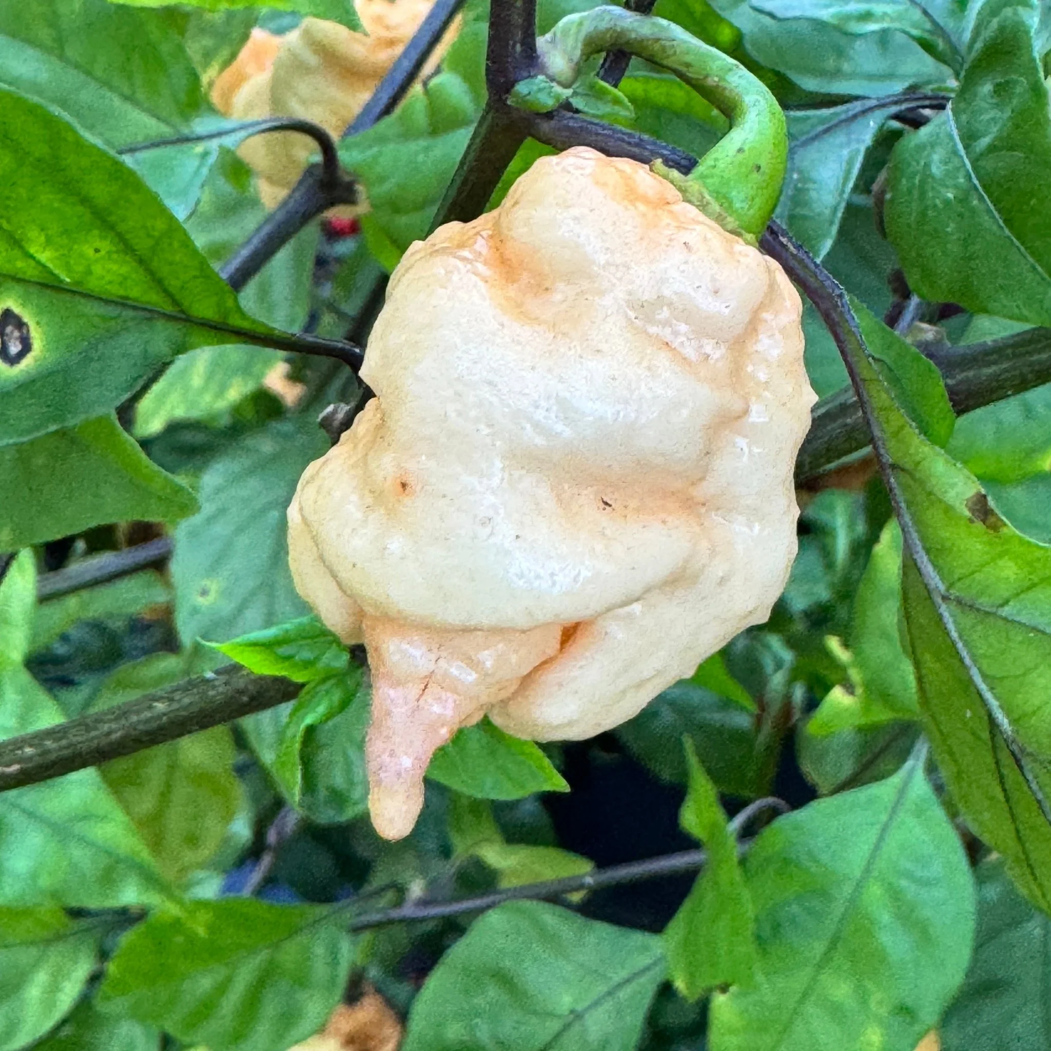 Reaper Sbagliato Purple Peach - Seeds - Image 4