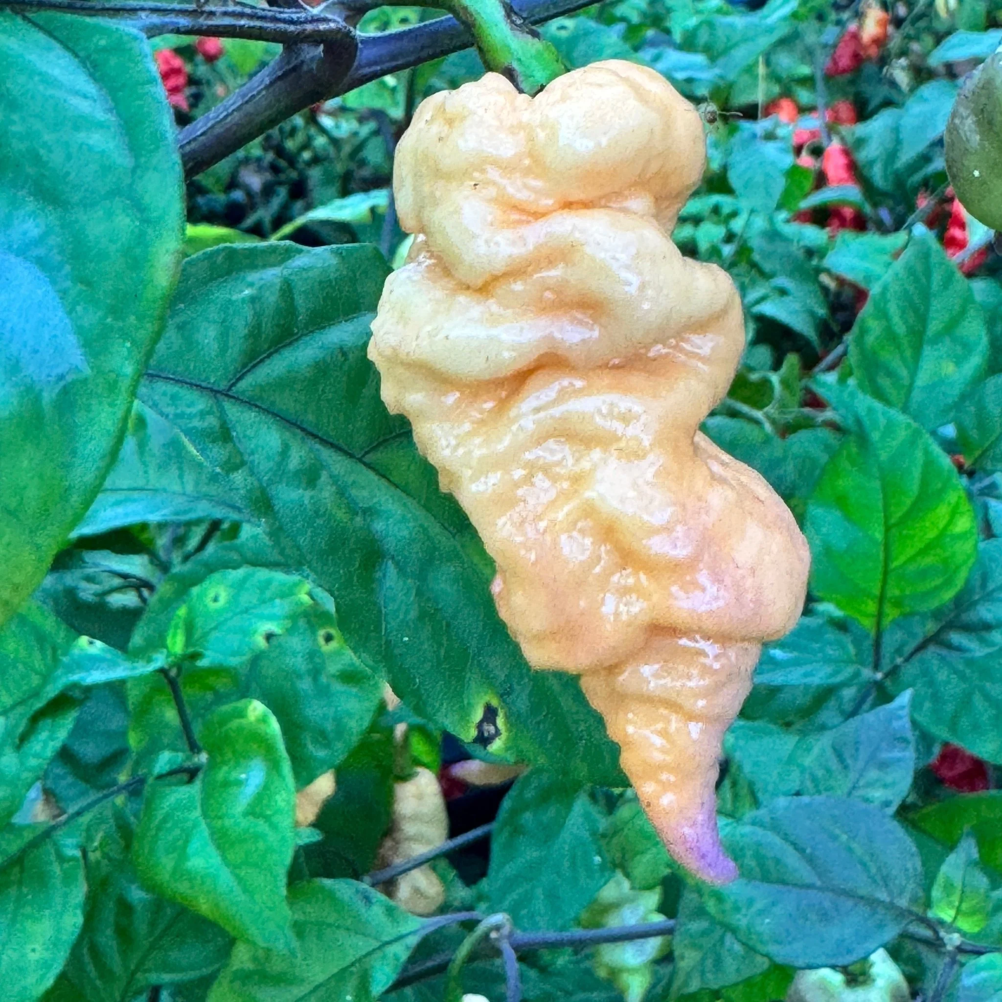 Reaper Sbagliato Purple Peach - Seeds - Image 5