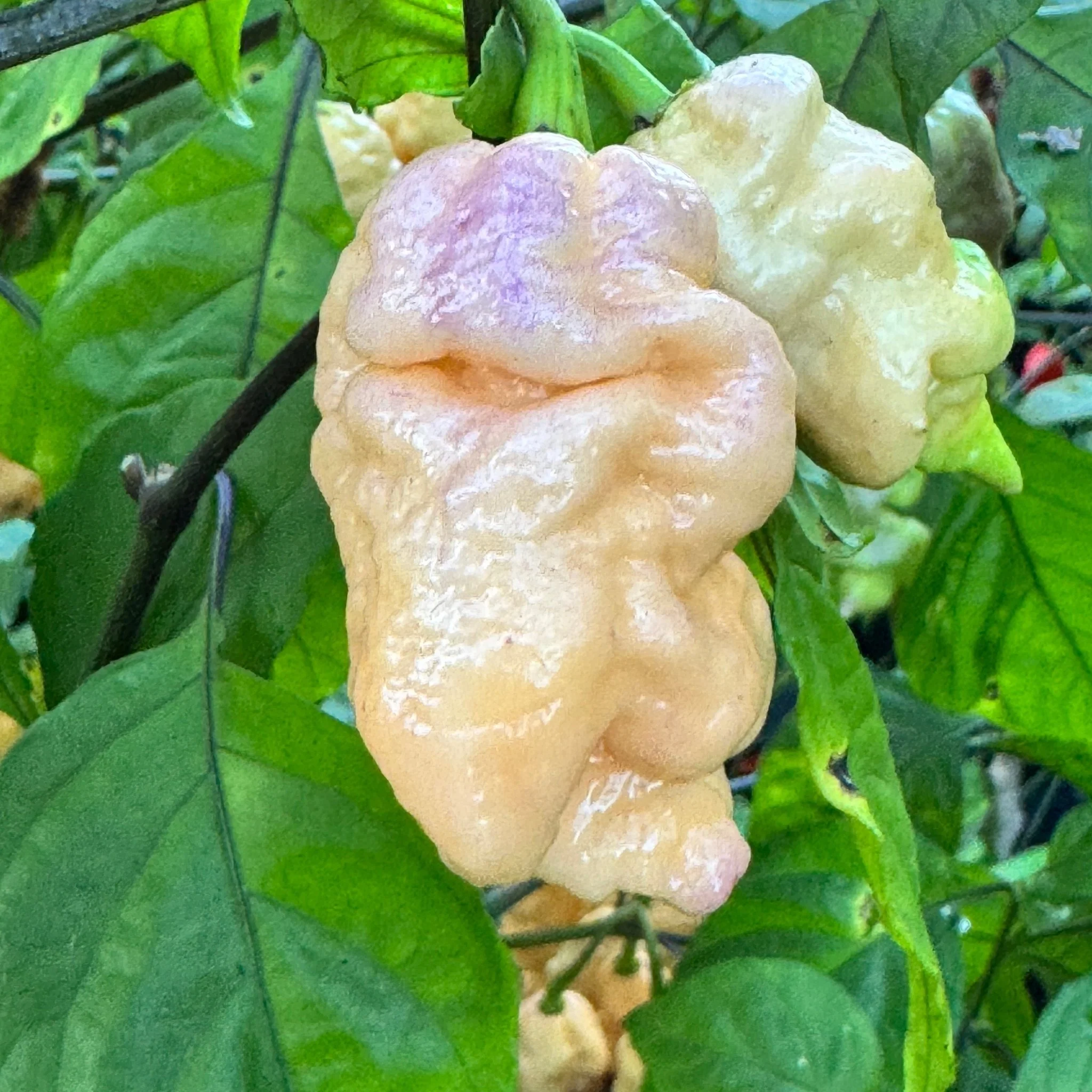 Reaper Sbagliato Purple Peach - Seeds - Image 6