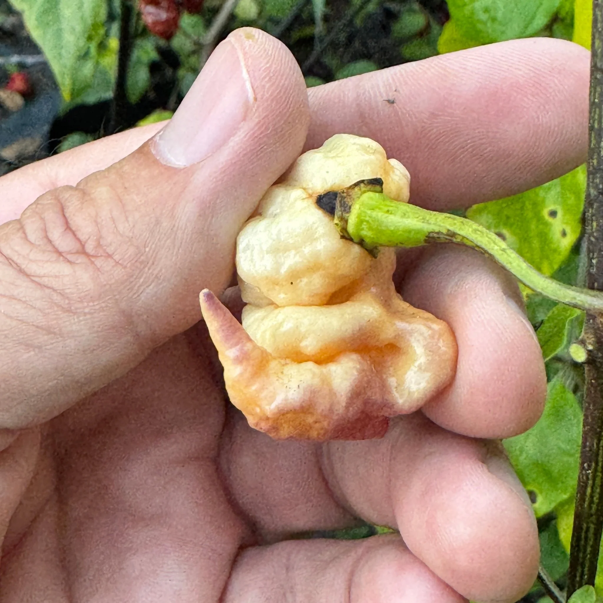 Reaper Sbagliato Purple Peach - Seeds - Image 7