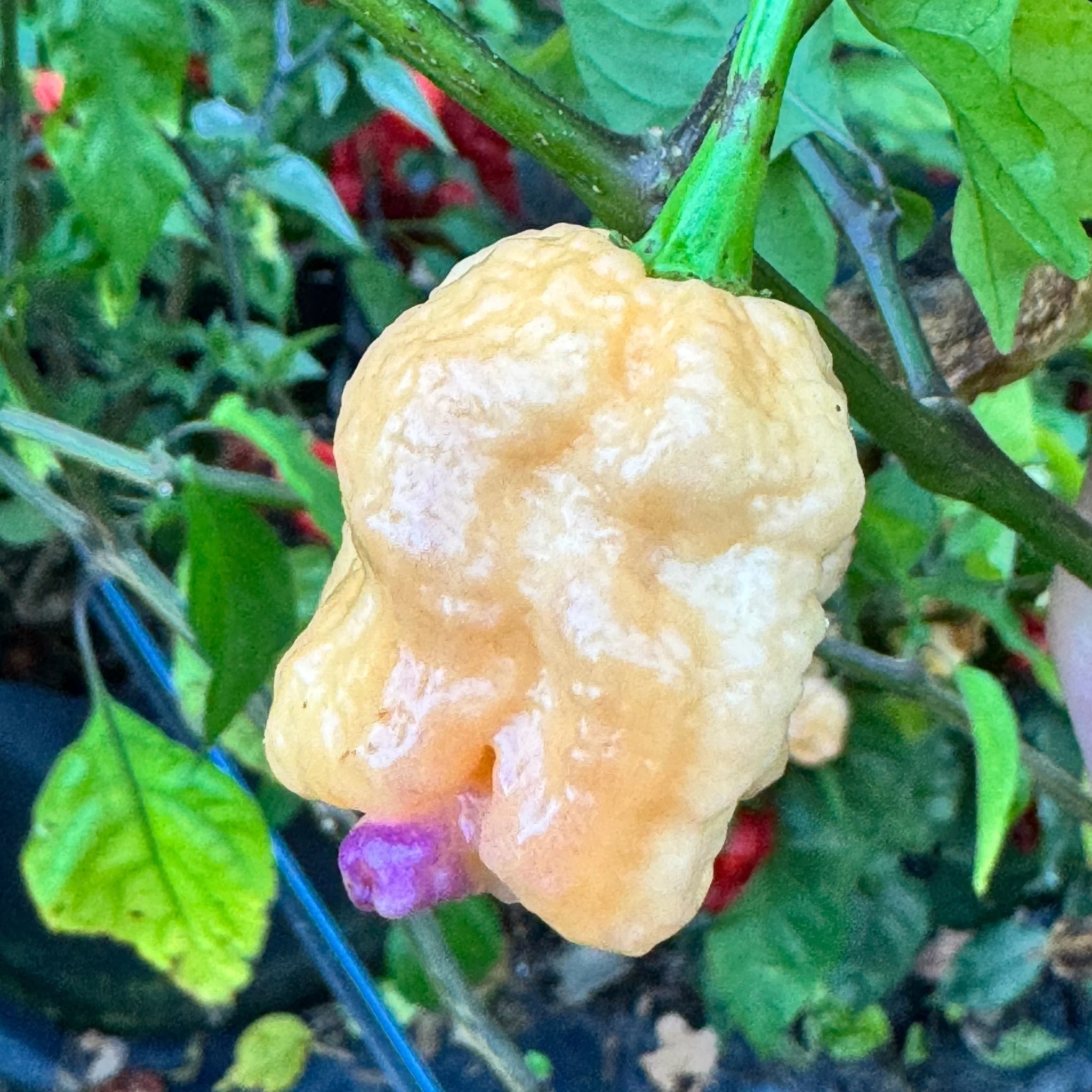 Reaper Sbagliato Purple Peach - Seeds - Image 8