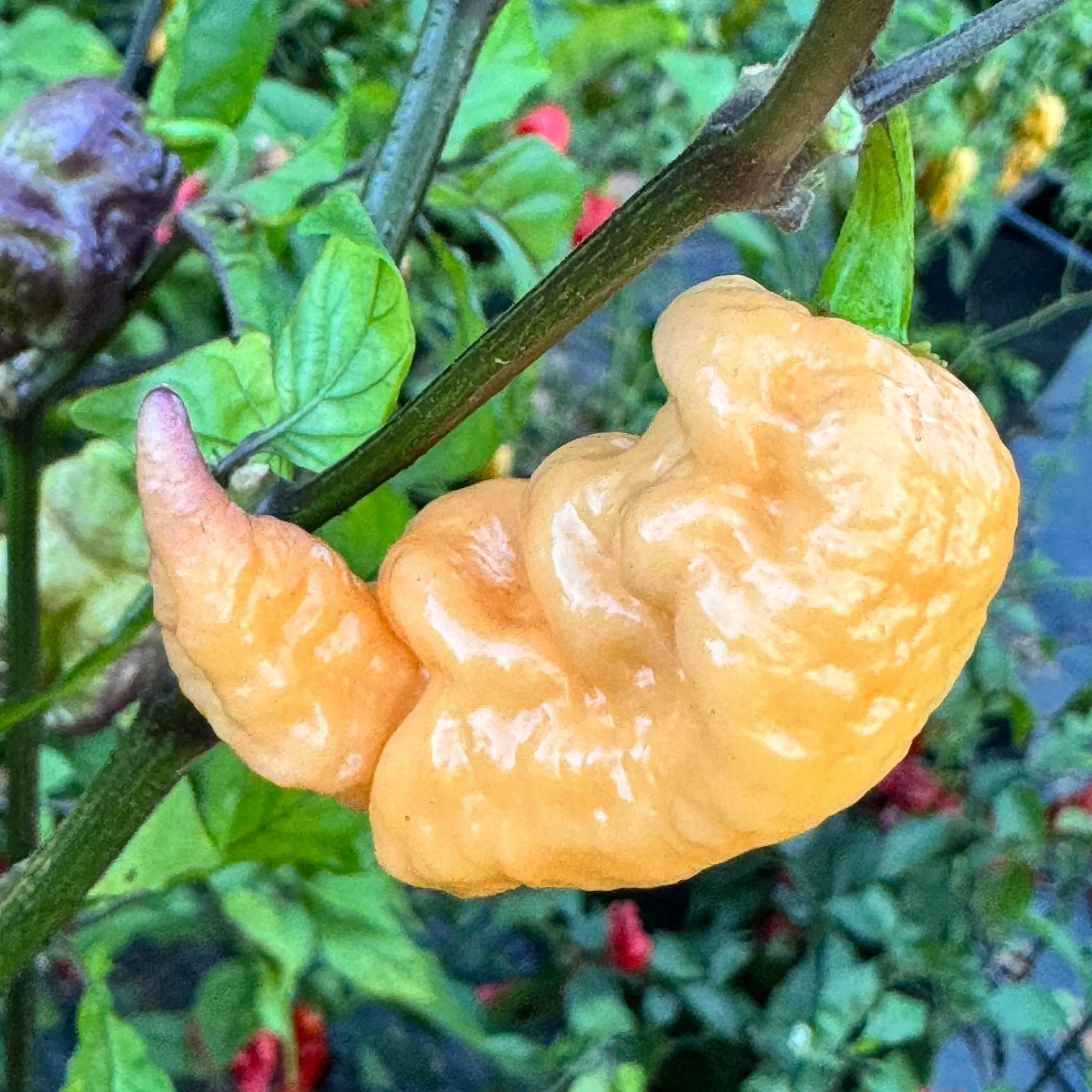 Reaper Sbagliato Purple Peach - Seeds - Image 9