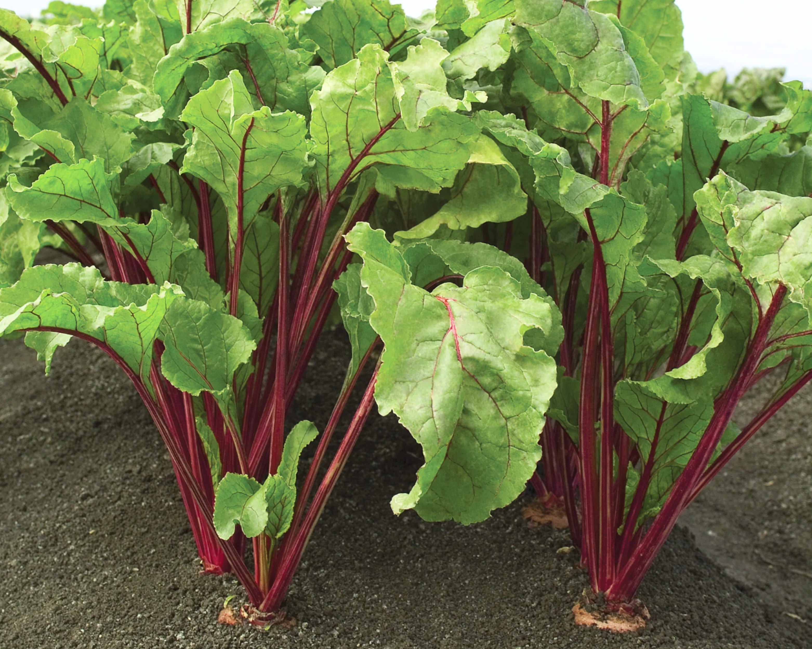 Red Ace Hybrid Beet Seeds - Image 2