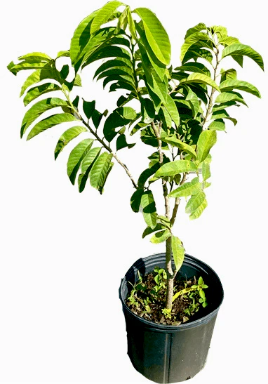 Red Custard Apple, Chirimoya Tree - Image 2