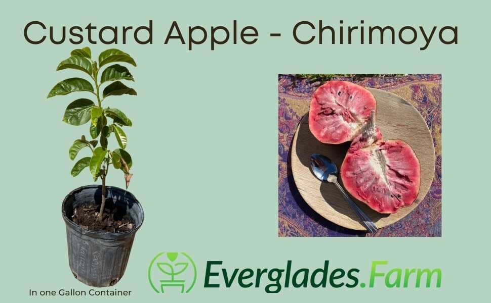 Red Custard Apple, Chirimoya Tree - Image 3