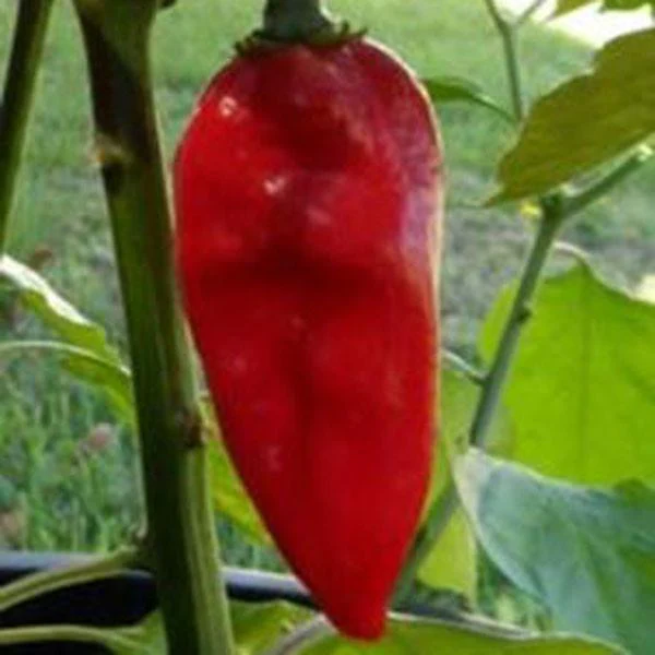 Red Devils Tongue Pepper Seeds - Image 2