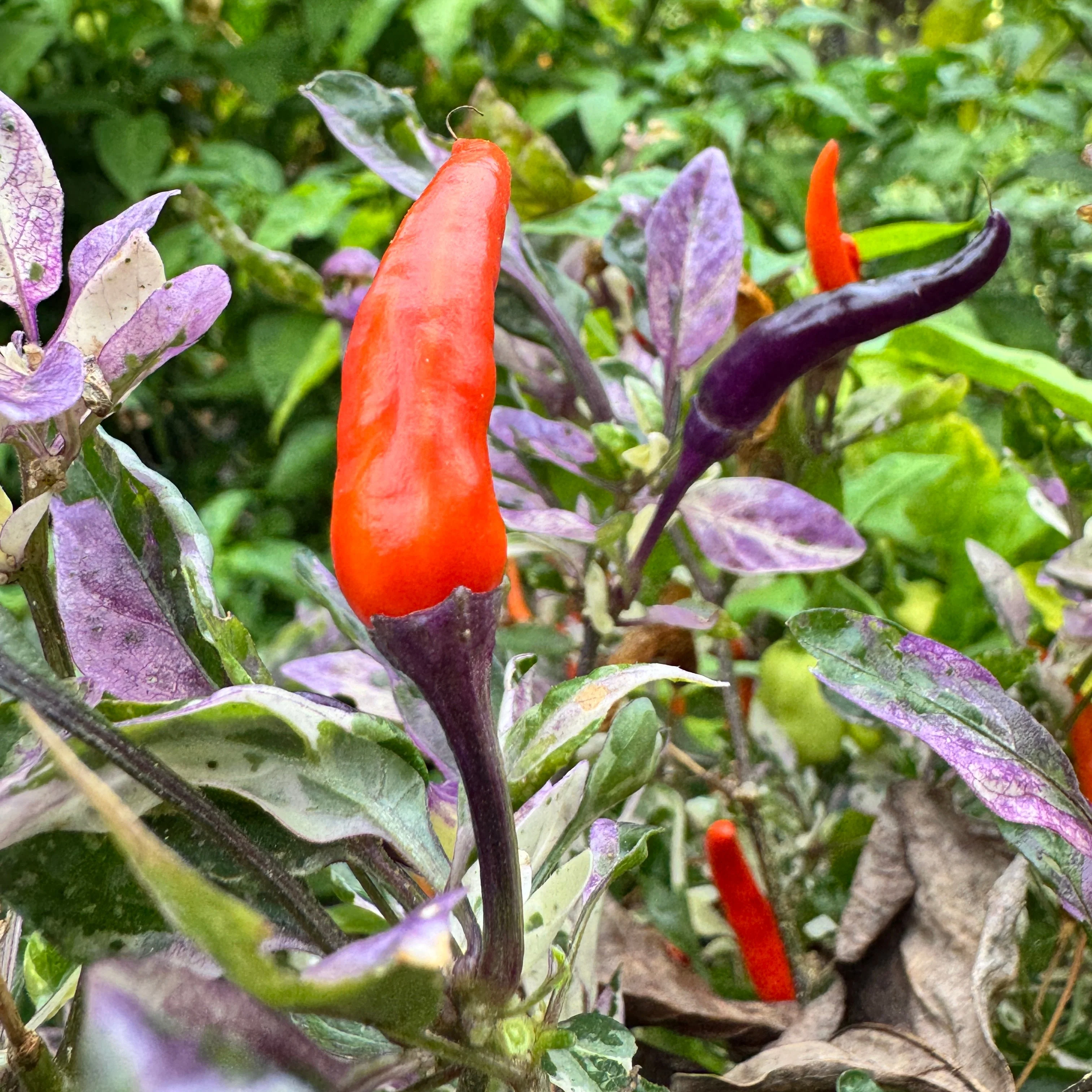 Red Jalapeño p.f. var. Purple Red - Seeds - Image 2