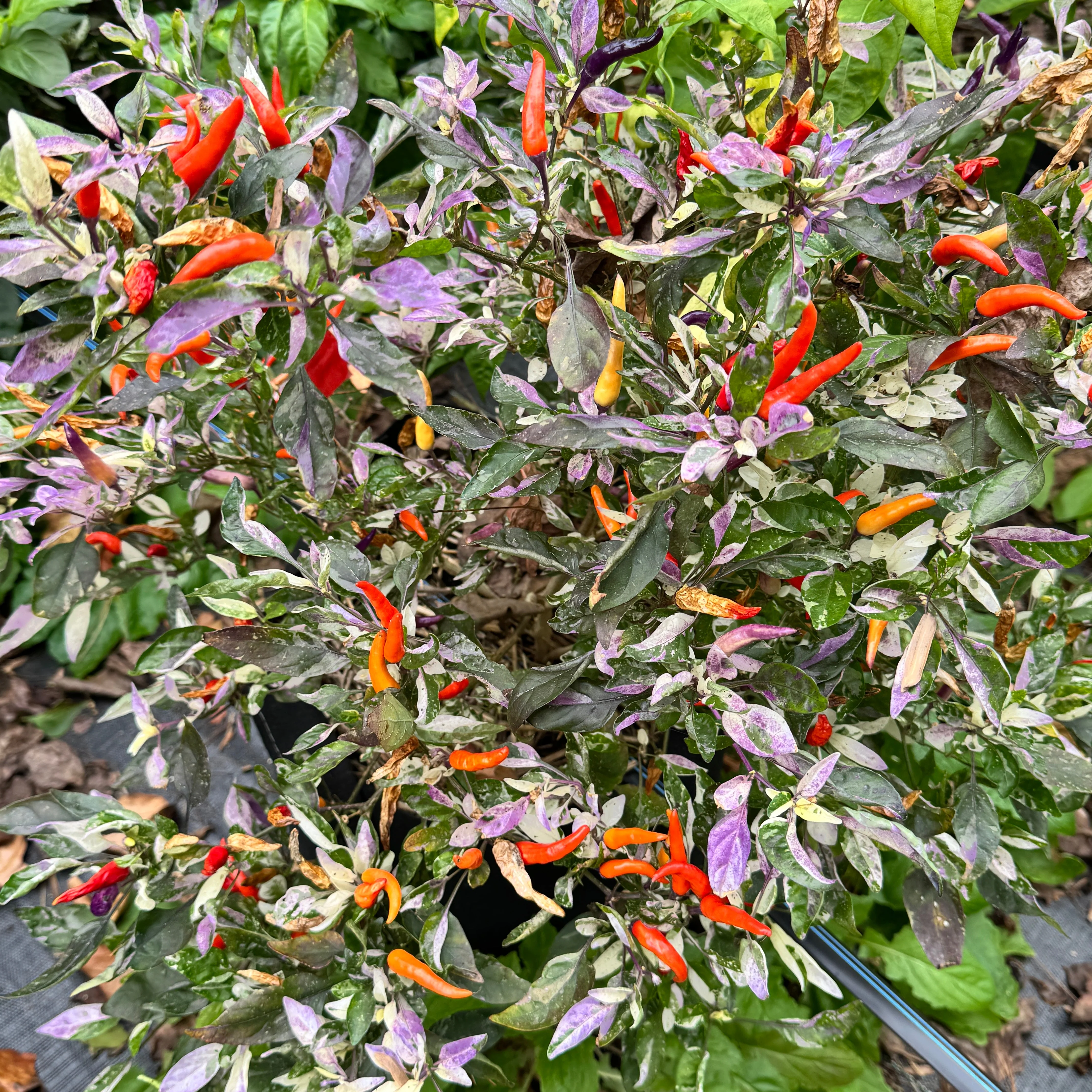 Red Jalapeño p.f. var. Purple Red - Seeds - Image 3