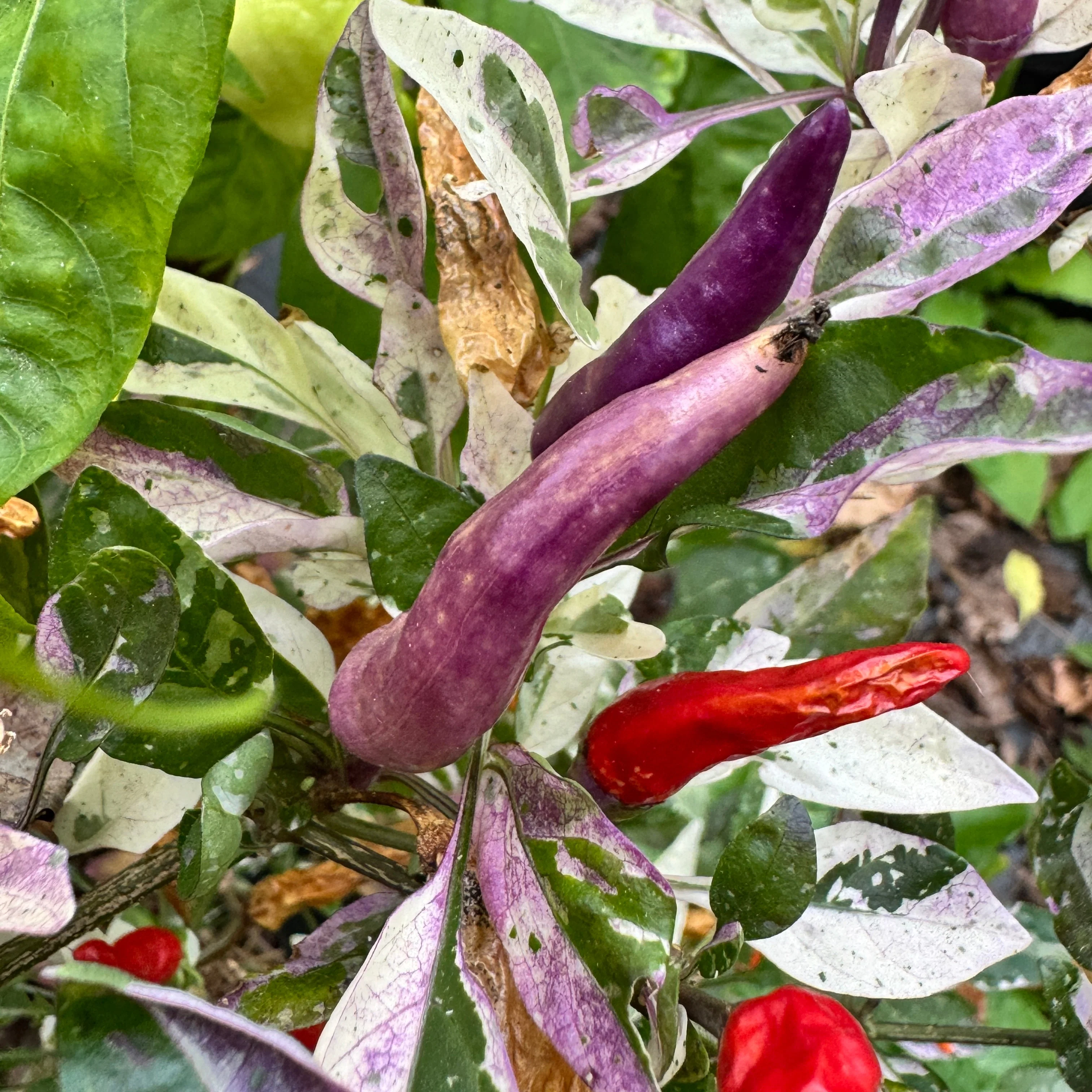 Red Jalapeño p.f. var. Purple Red - Seeds - Image 4