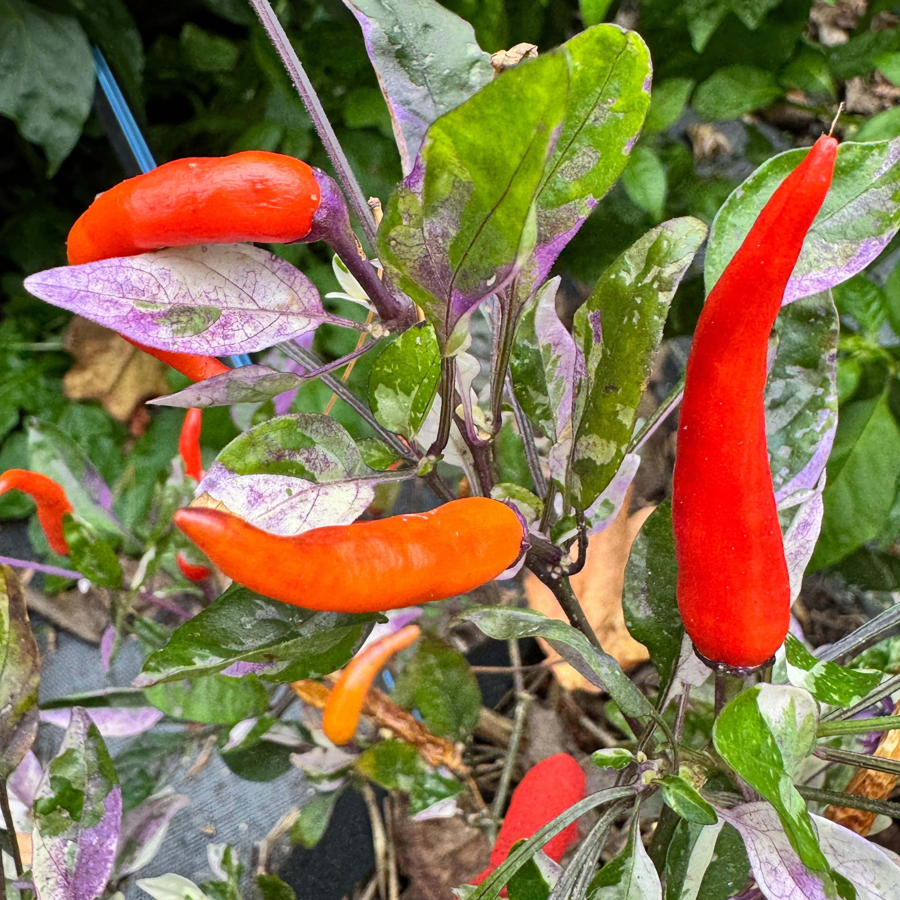Red Jalapeño p.f. var. Purple Red - Seeds - Image 5