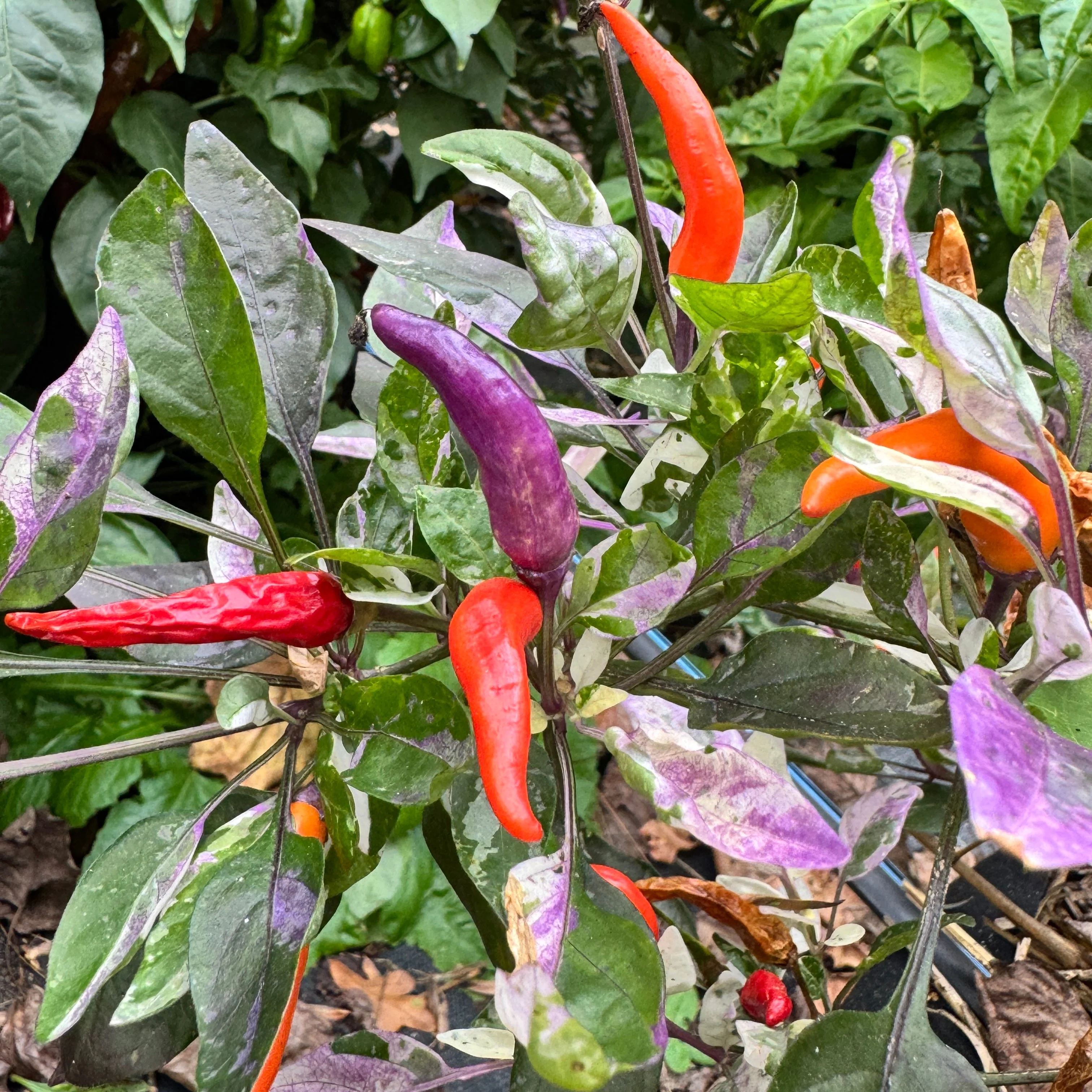 Red Jalapeño p.f. var. Purple Red - Seeds - Image 6