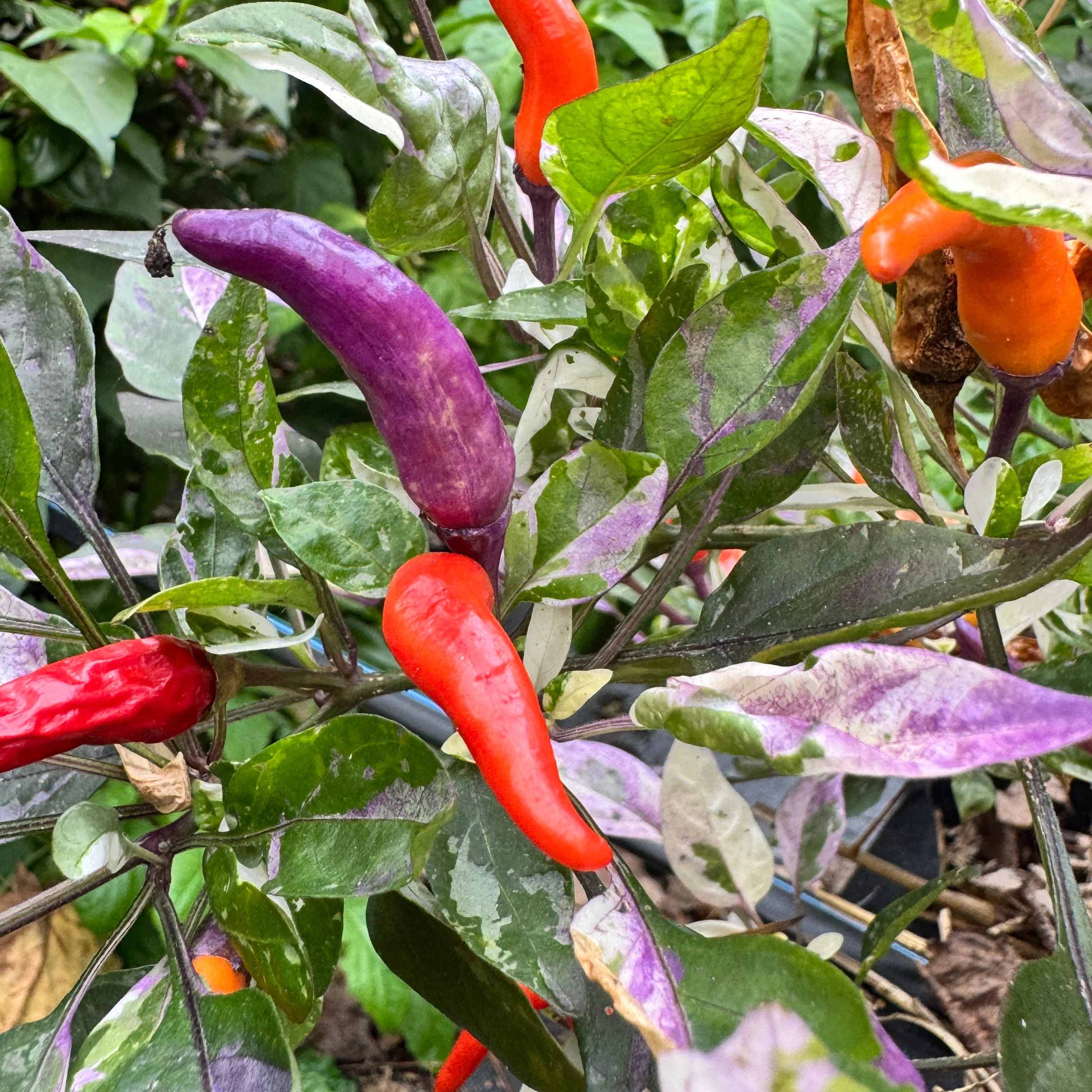 Red Jalapeño p.f. var. Purple Red - Seeds - Image 7