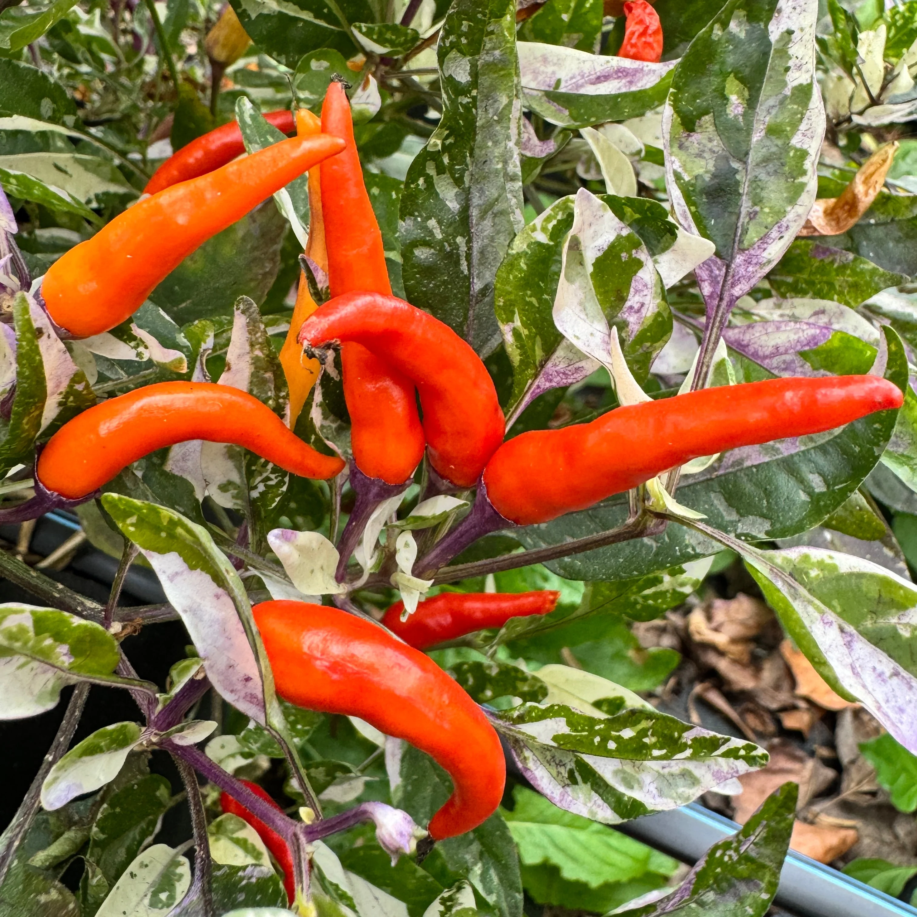 Red Jalapeño p.f. var. Purple Red - Seeds - Image 8