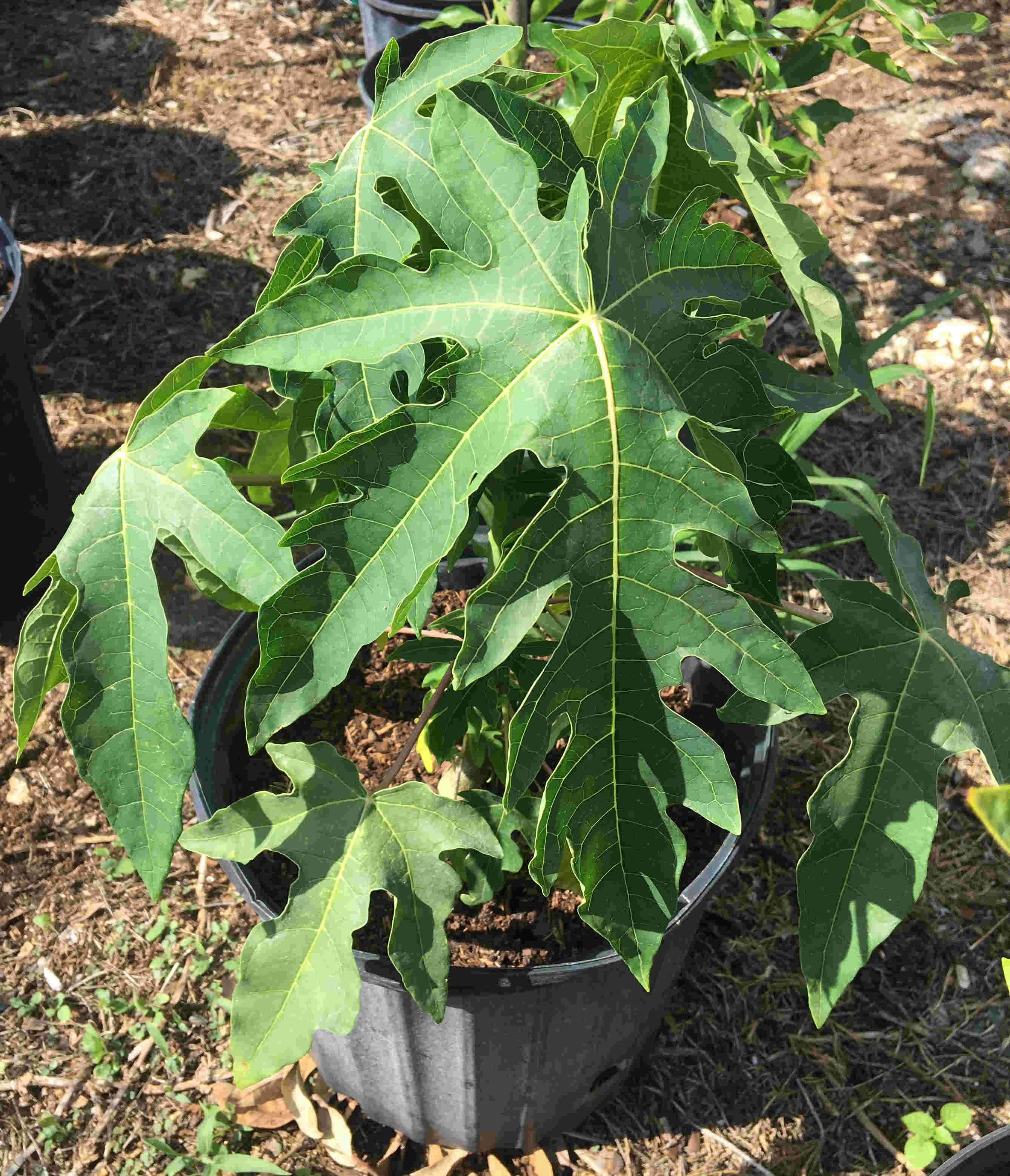 Red Lady Papaya Dwarf Tree - Image 3