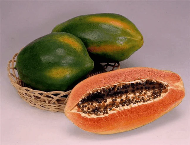 Red Lady Papaya Dwarf Tree - Image 4