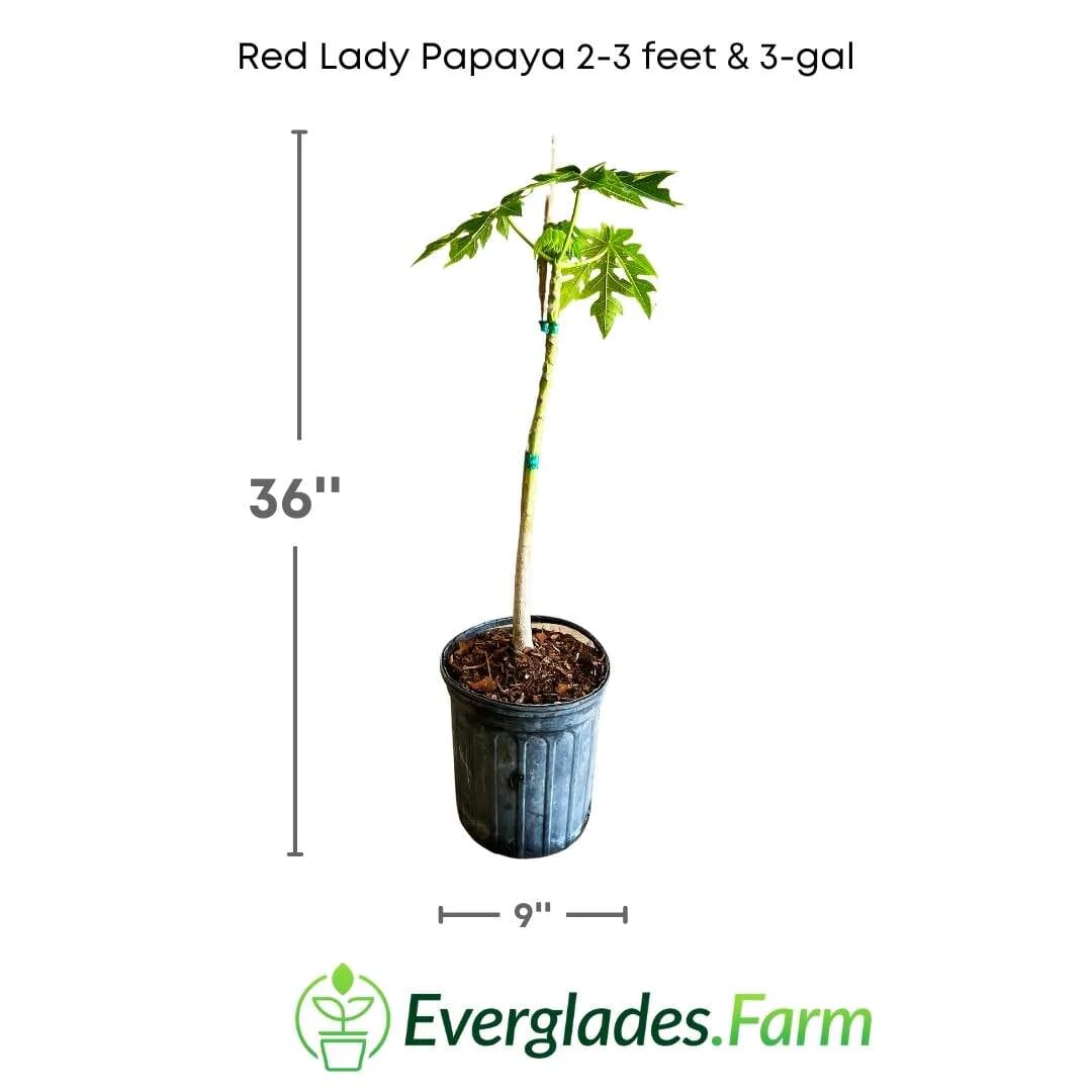 Red Lady Papaya Dwarf Tree - Image 5