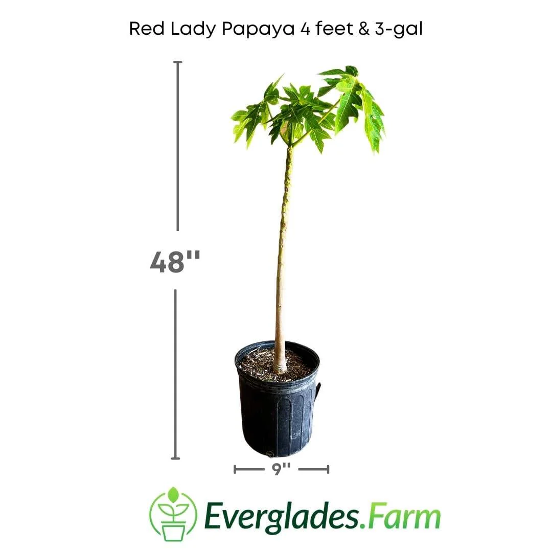Red Lady Papaya Dwarf Tree - Image 6