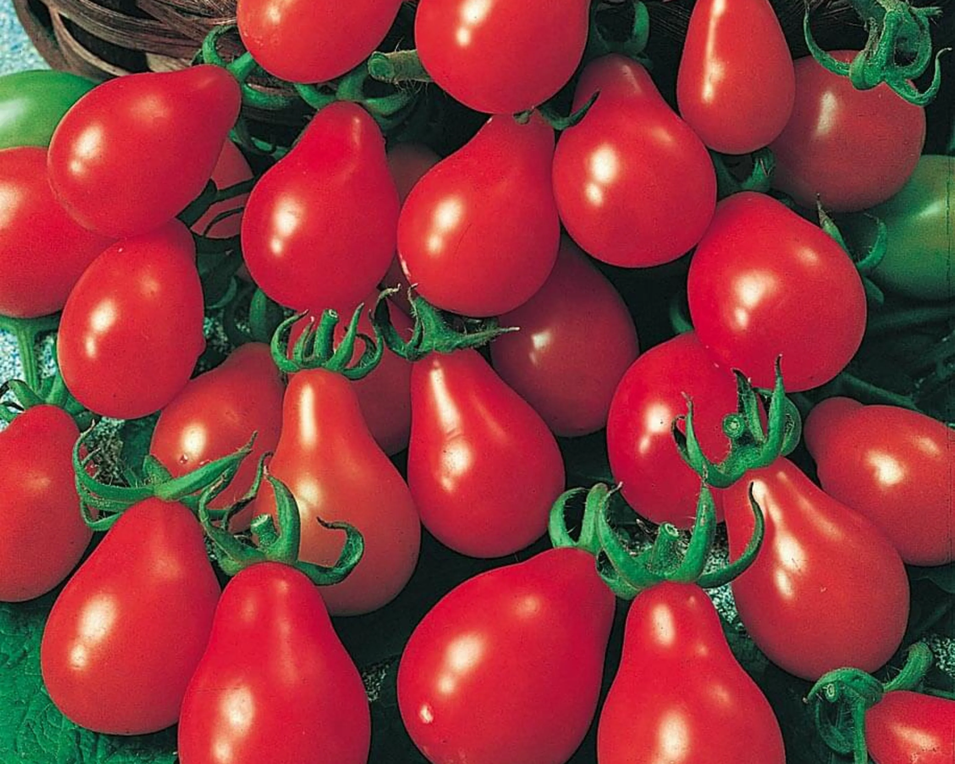 Red Pear Tomato Seeds - Image 2