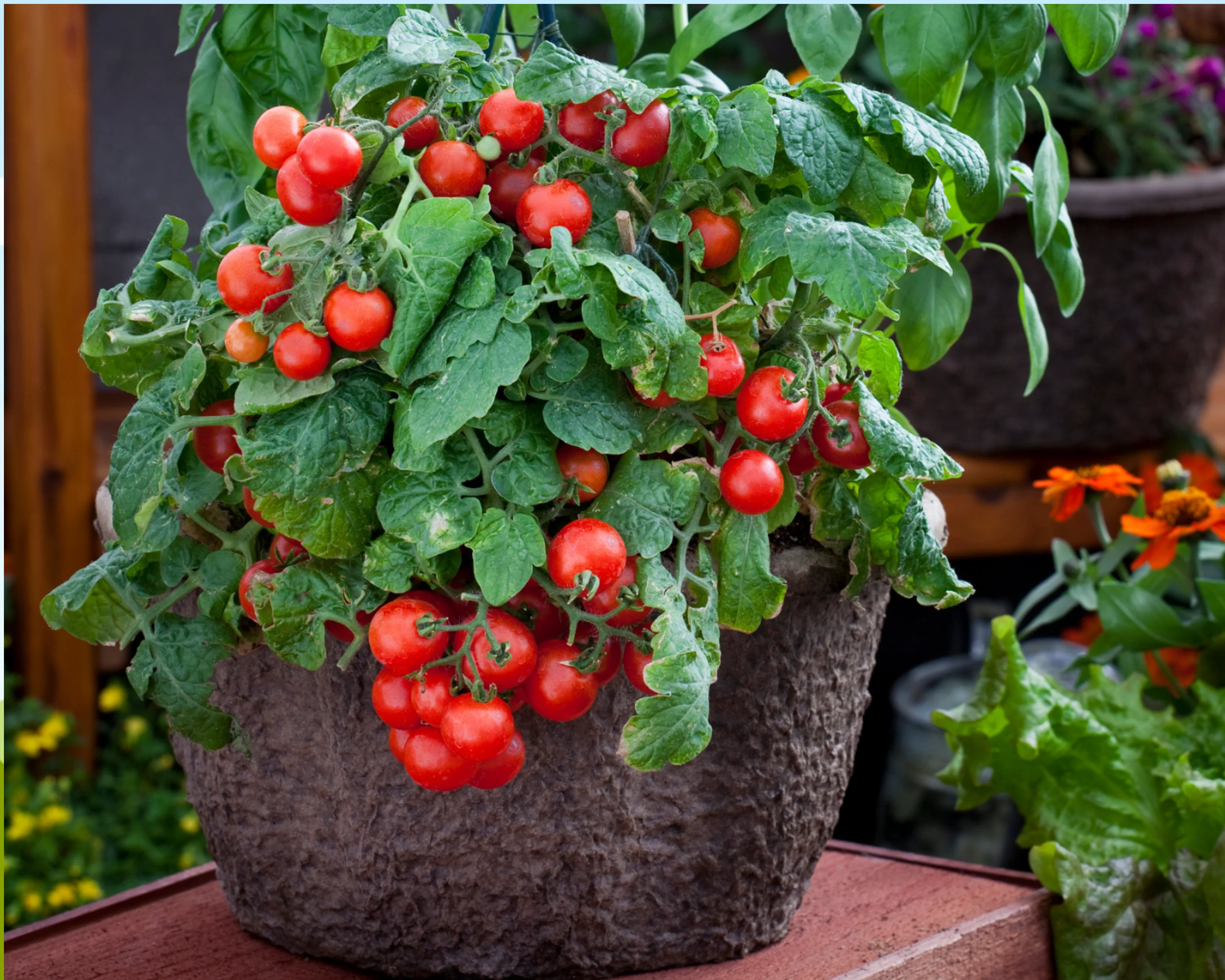 Red Robin Tomato Seeds - Image 2