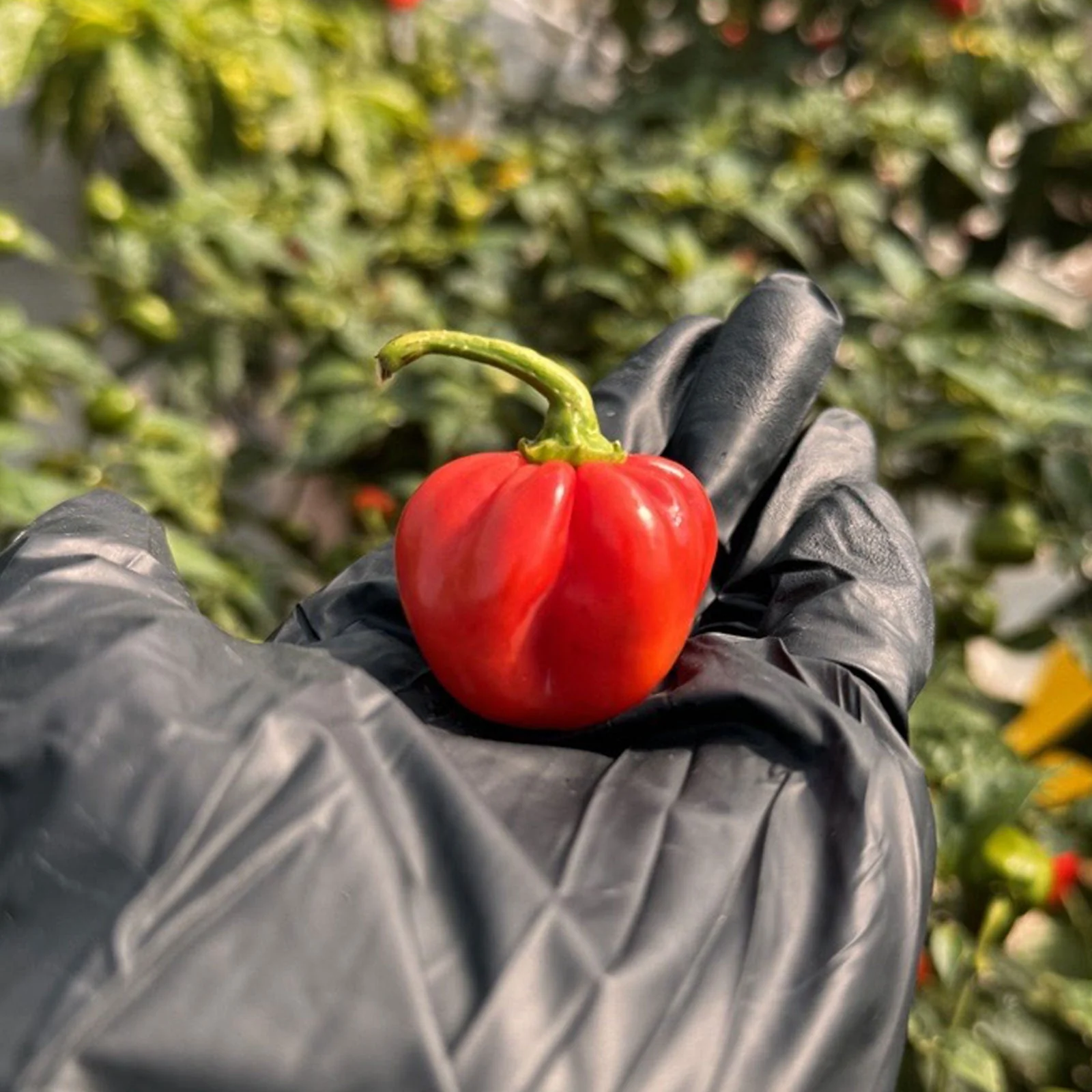 Red Savina Habanero Pepper Seeds - Image 2