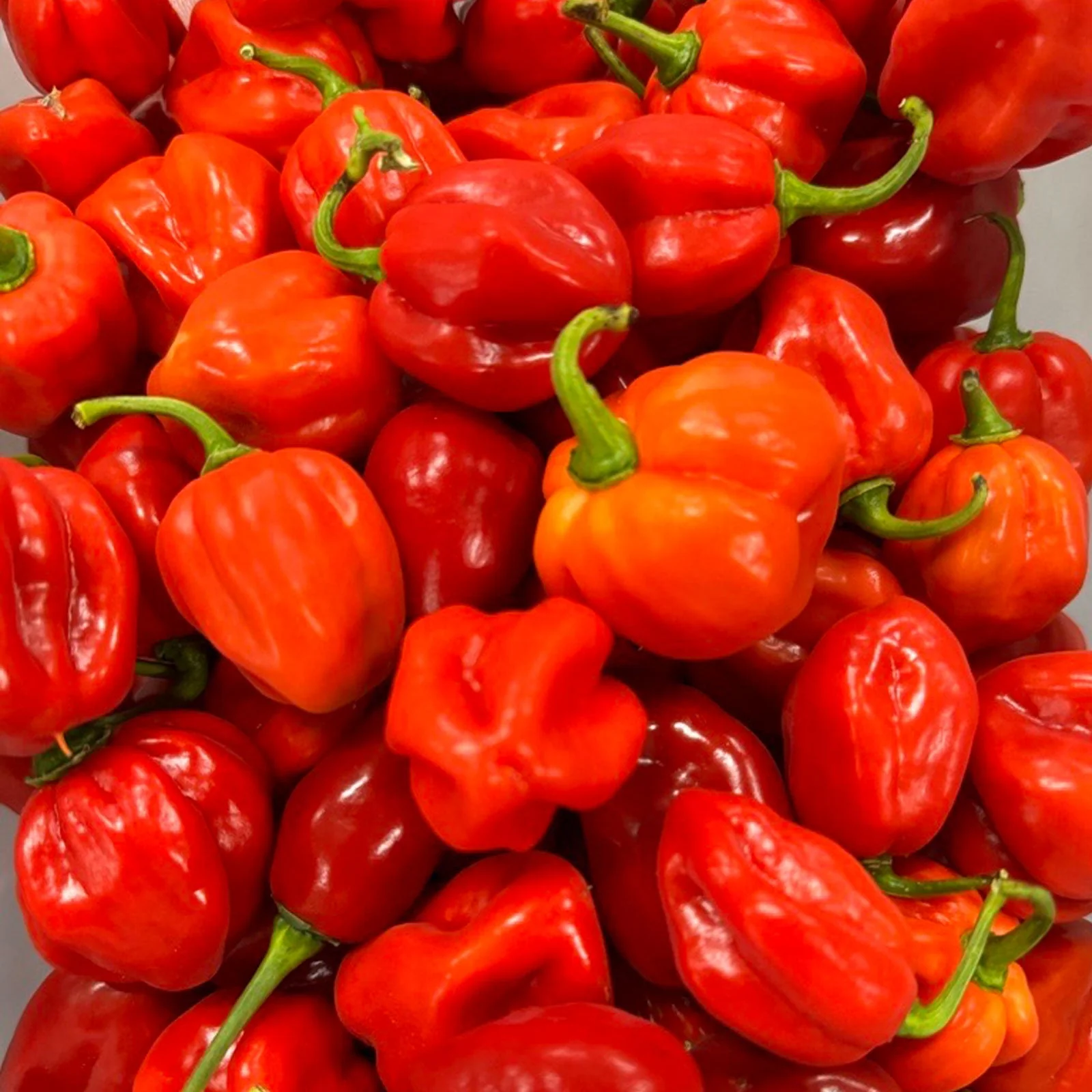 Red Savina Habanero Pepper Seeds - Image 3