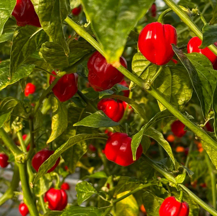 Red Savina Habanero Pepper Seeds - Image 4