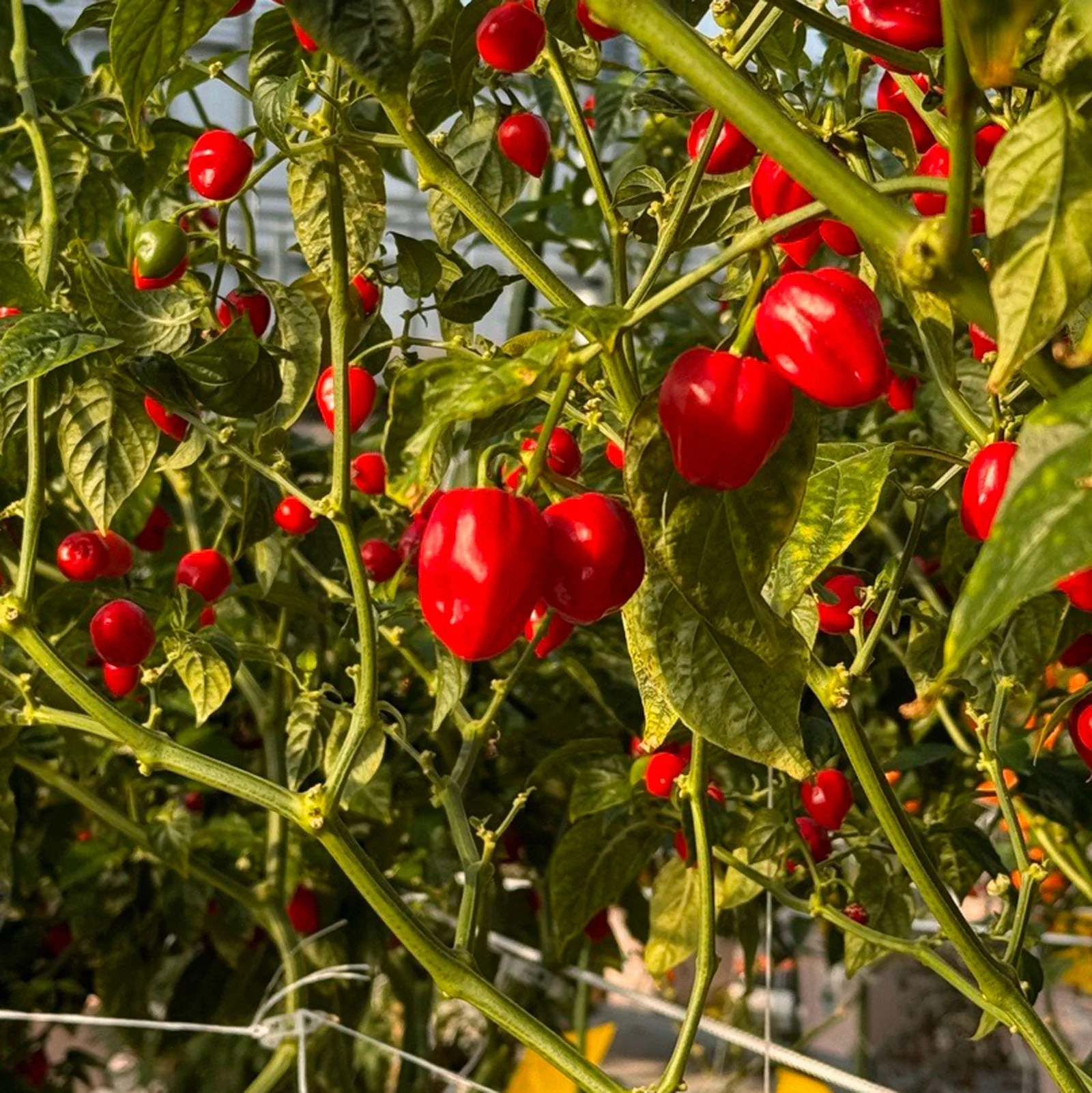 Red Savina Habanero Pepper Seeds - Image 5