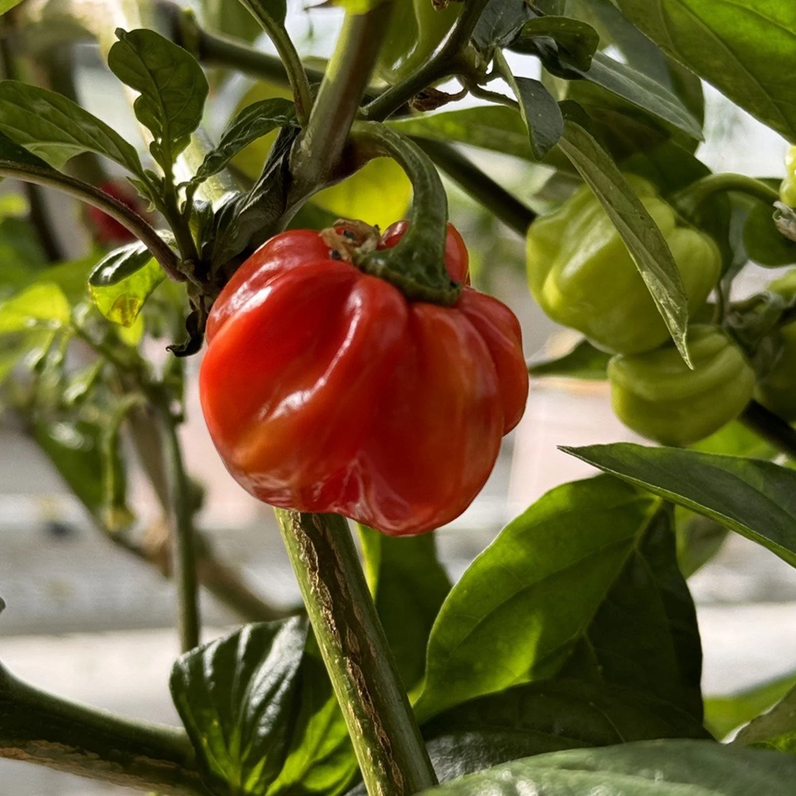 Red Savina Habanero Pepper Seeds - Image 6