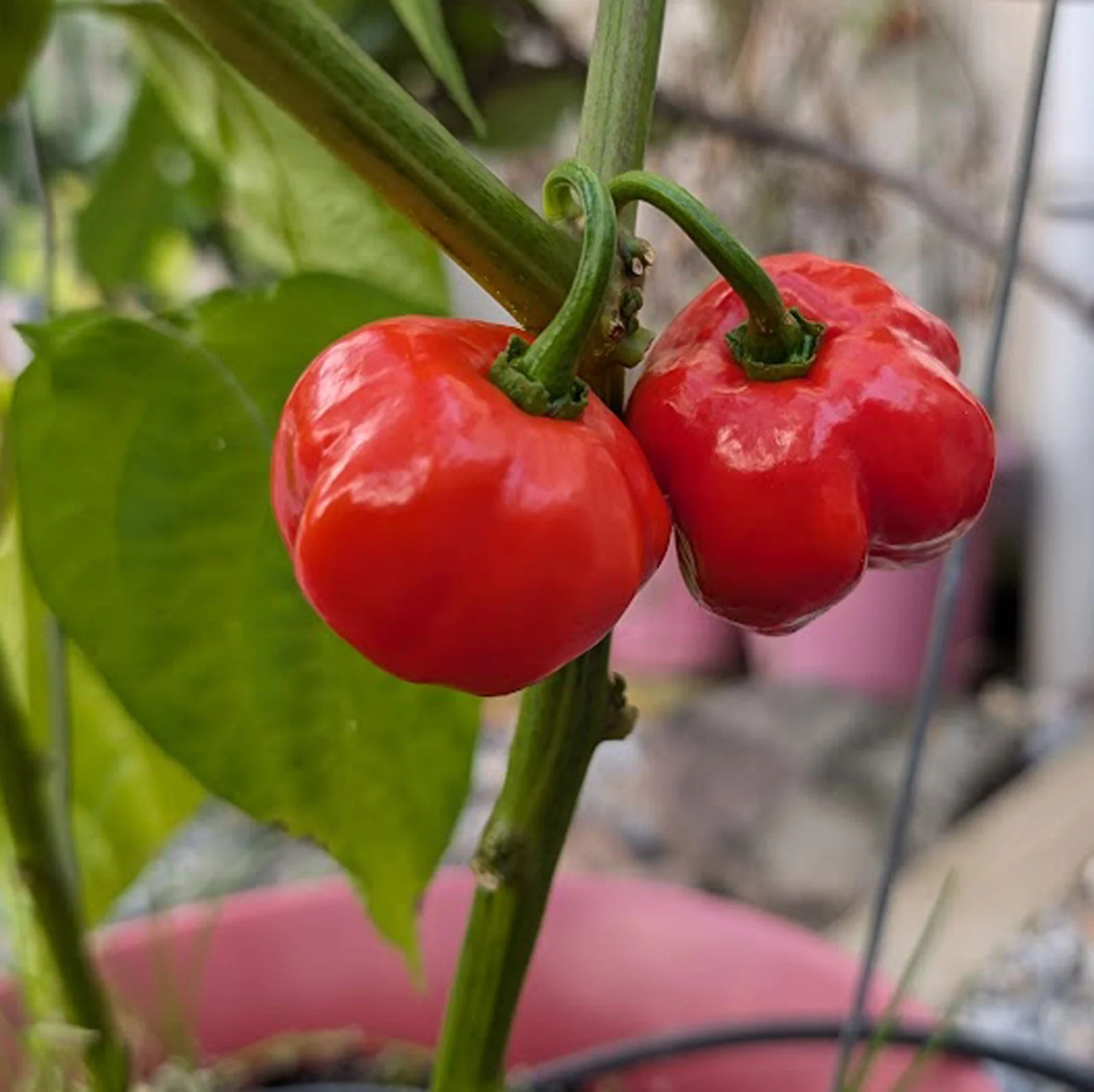 Red Savina Habanero Pepper Seeds - Image 7