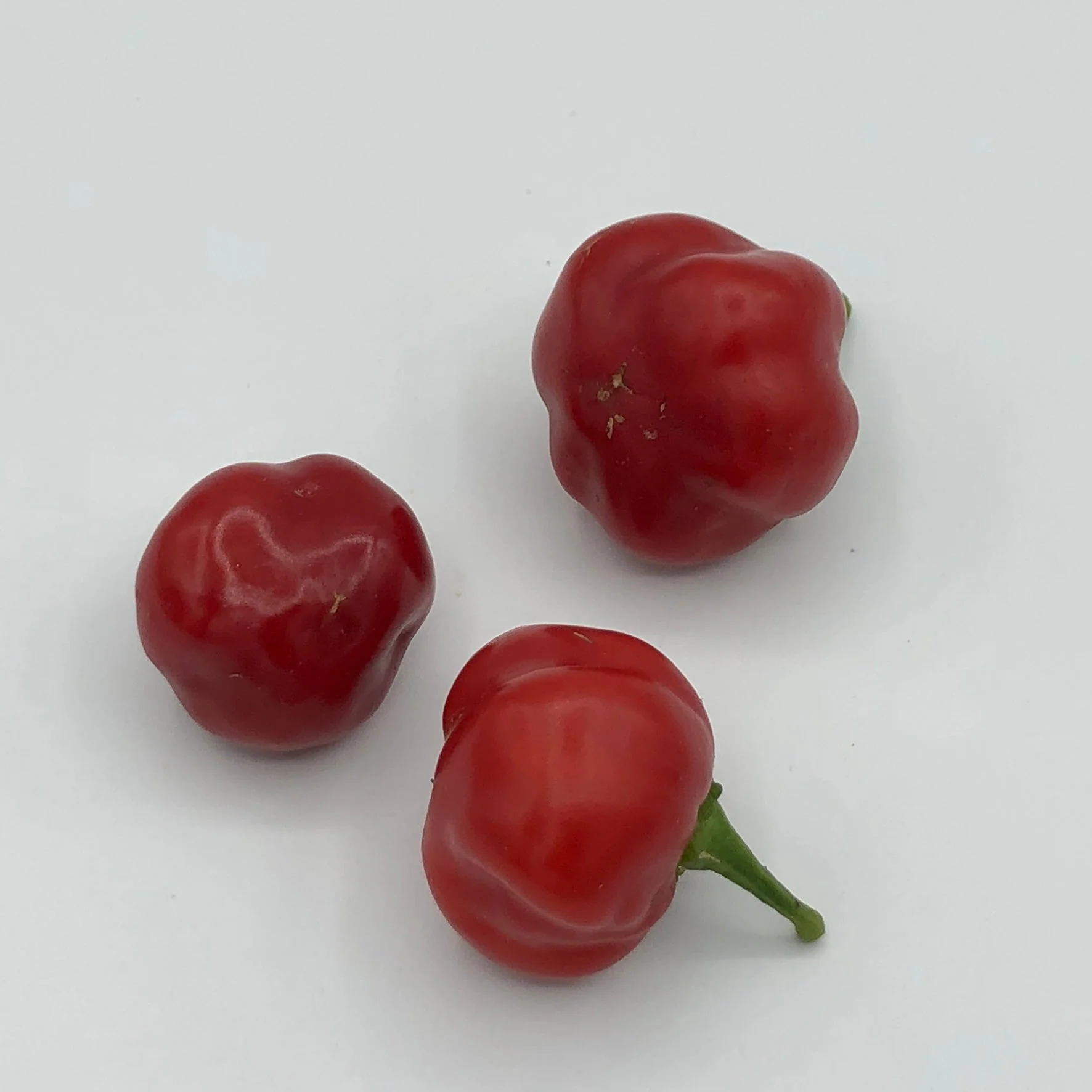 Red Savina - Seeds - Image 2