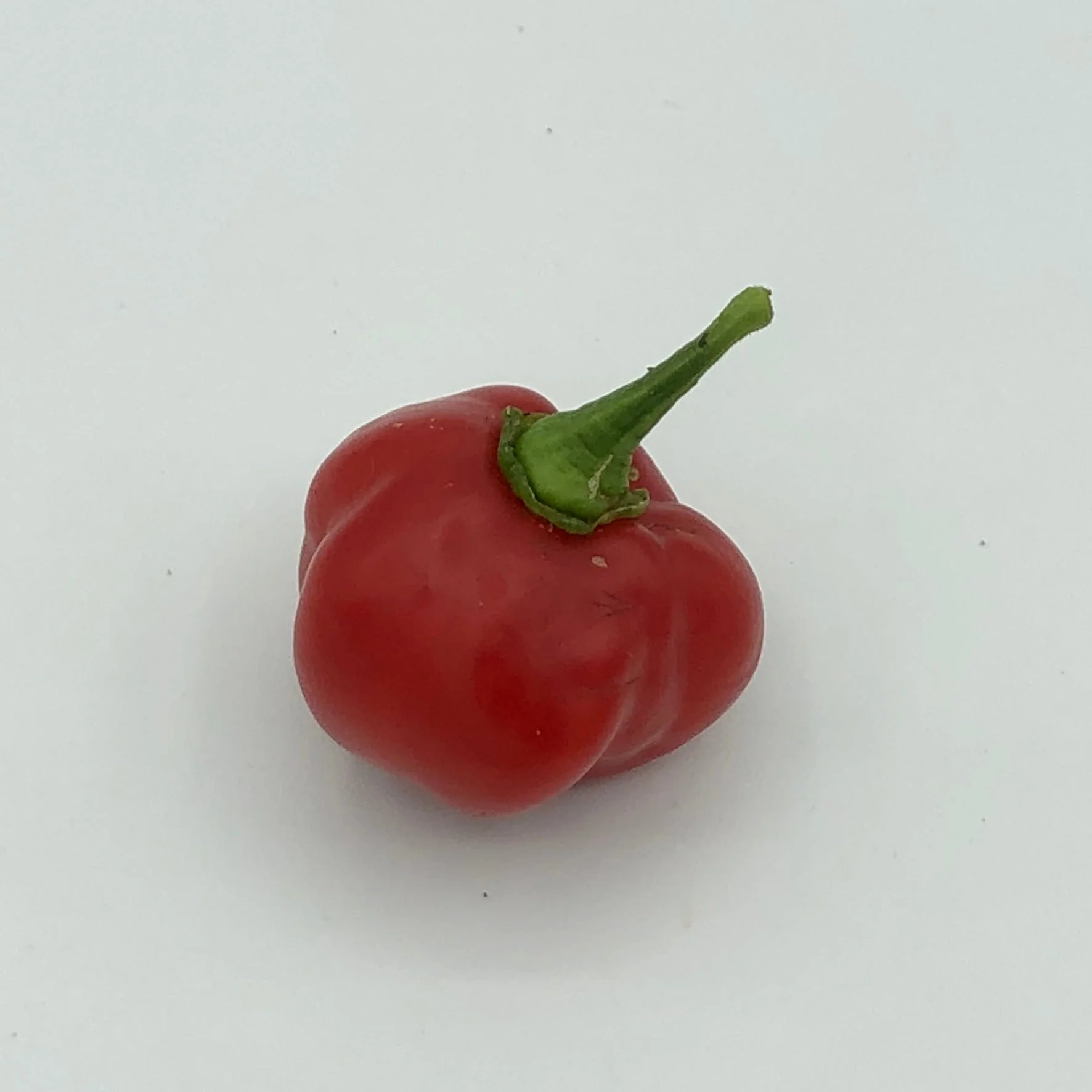 Red Savina - Seeds - Image 3