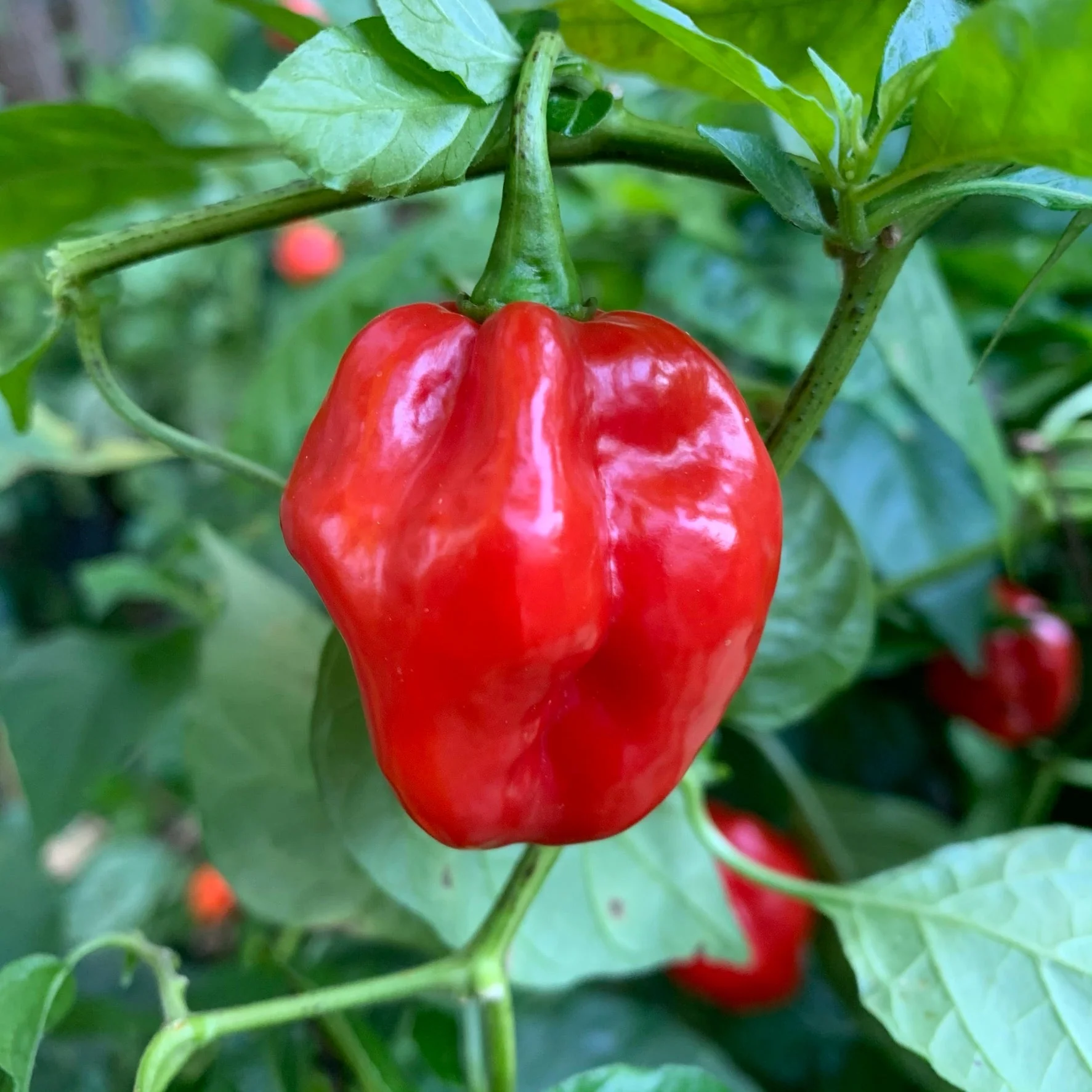 Red Savina x Scotch Bonnet MOA - Seeds - Image 2