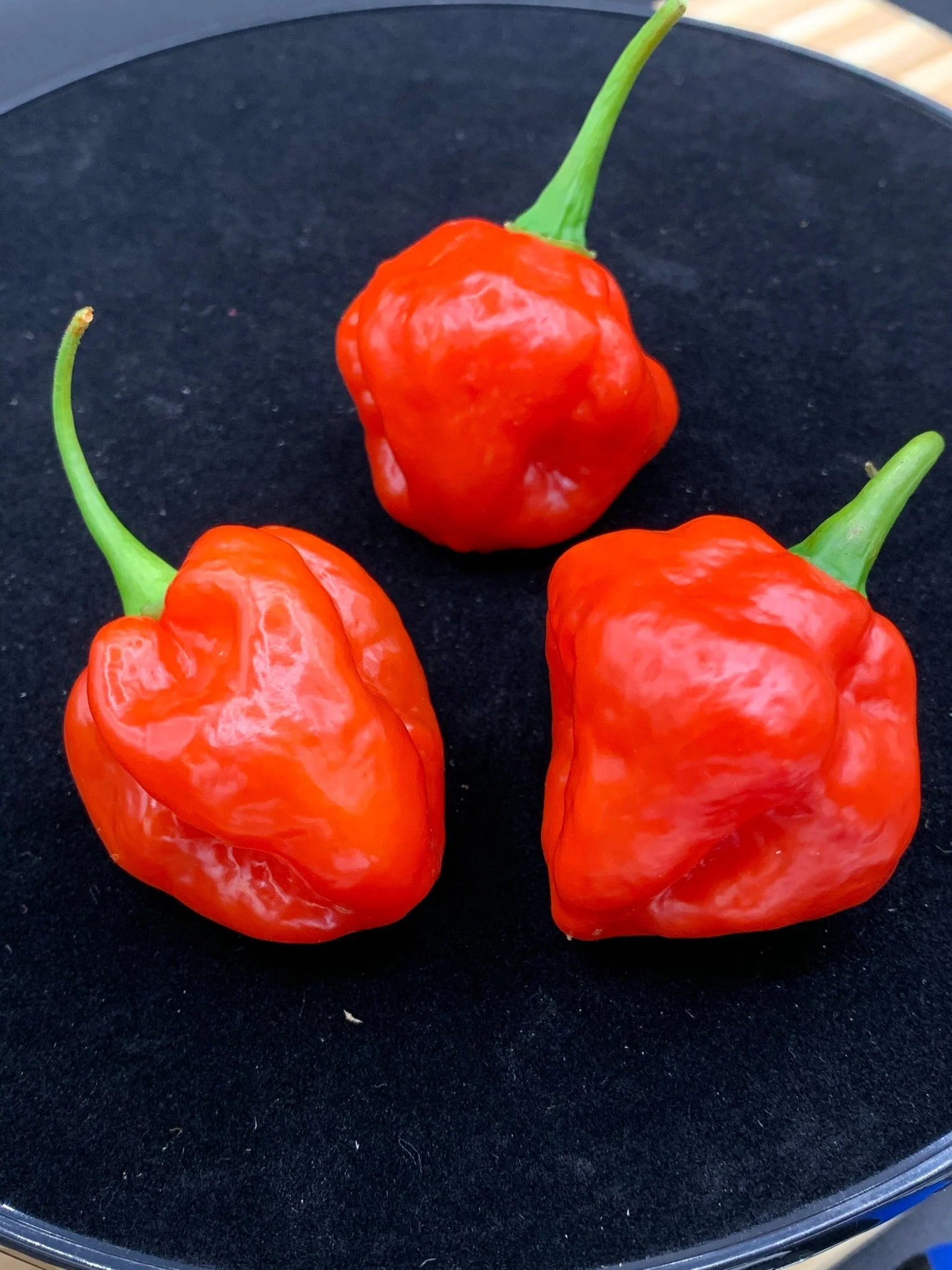 Red Savina x Scotch Bonnet MOA - Seeds - Image 3