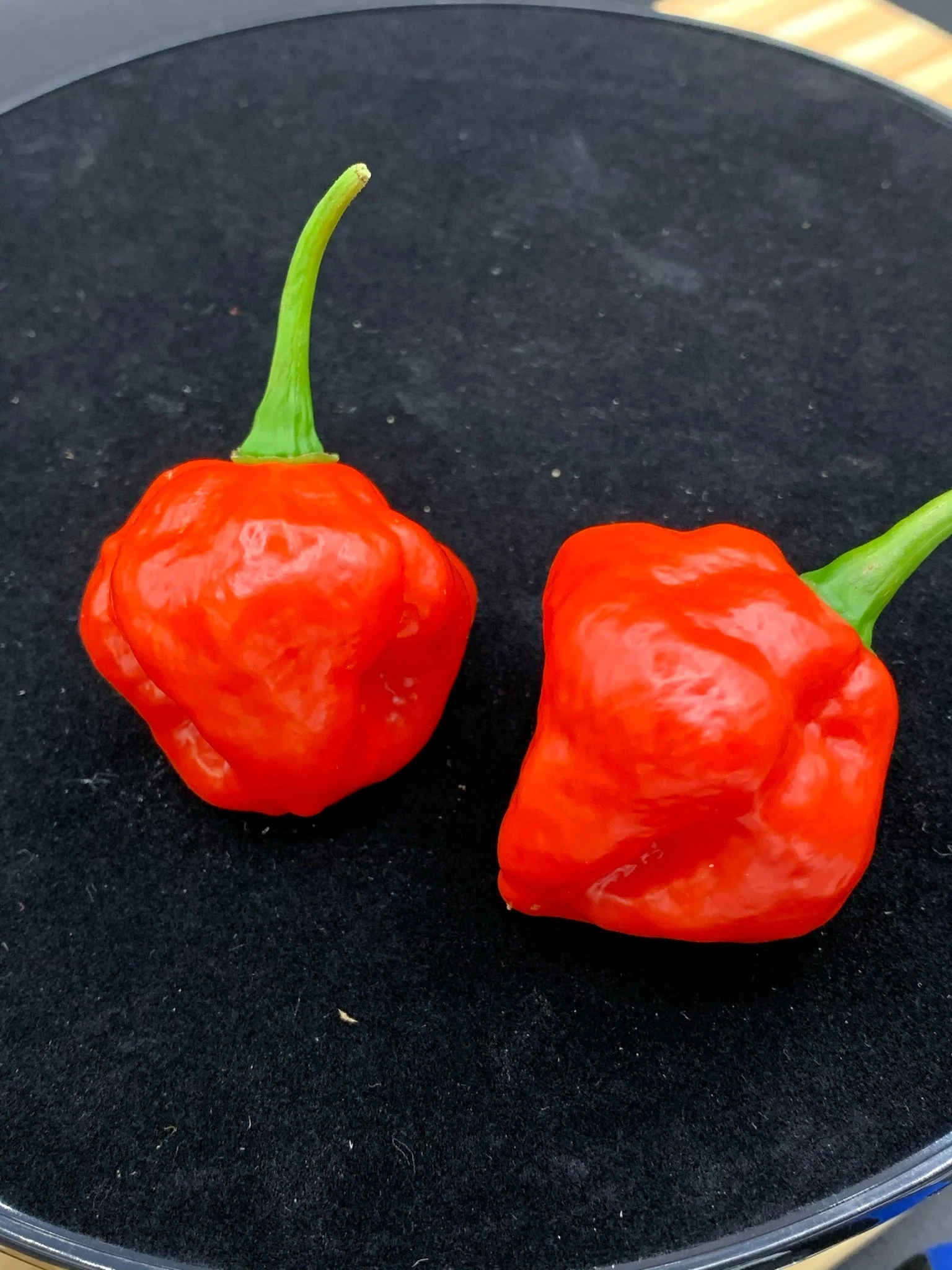 Red Savina x Scotch Bonnet MOA - Seeds - Image 4