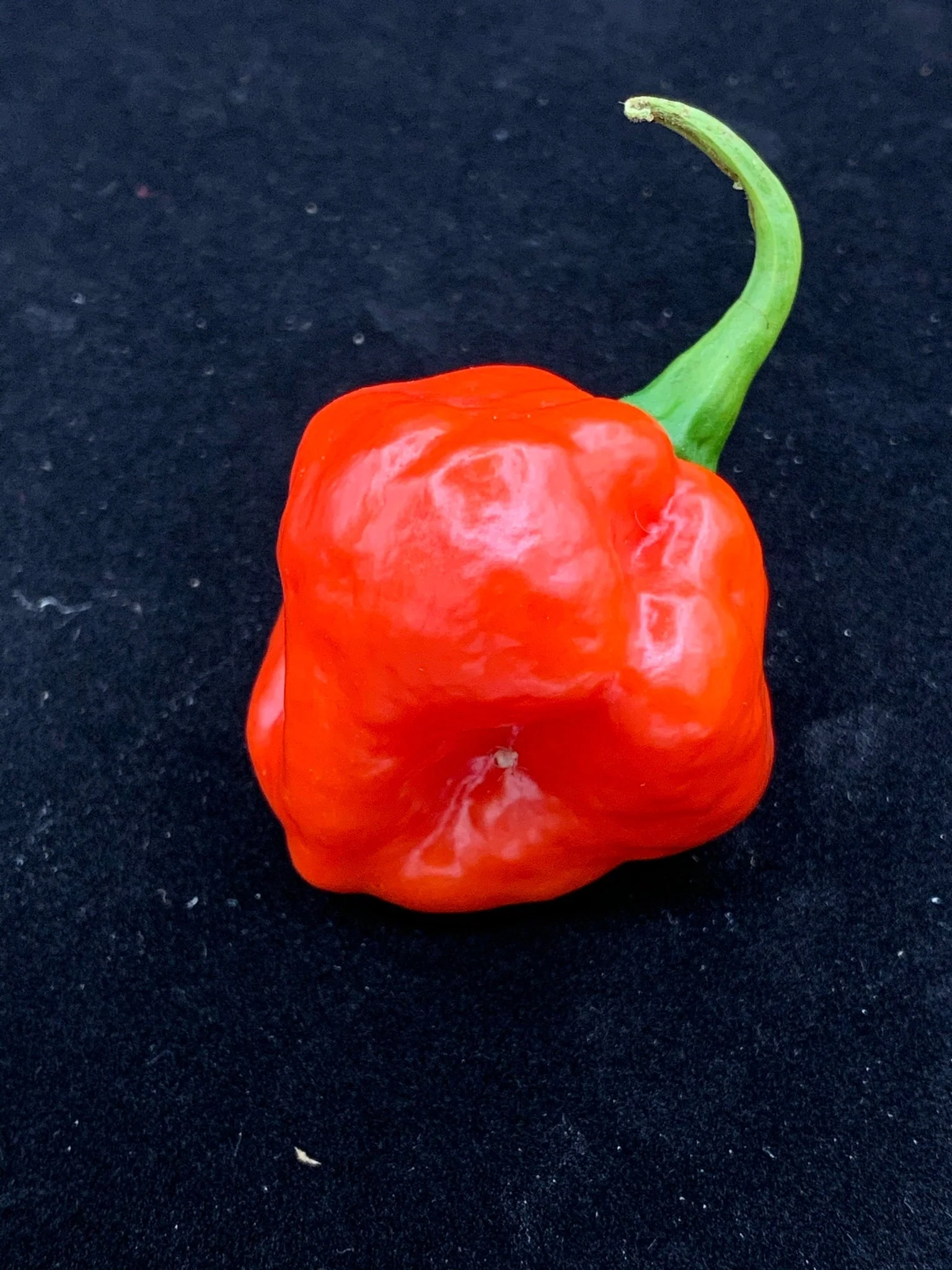 Red Savina x Scotch Bonnet MOA - Seeds - Image 5