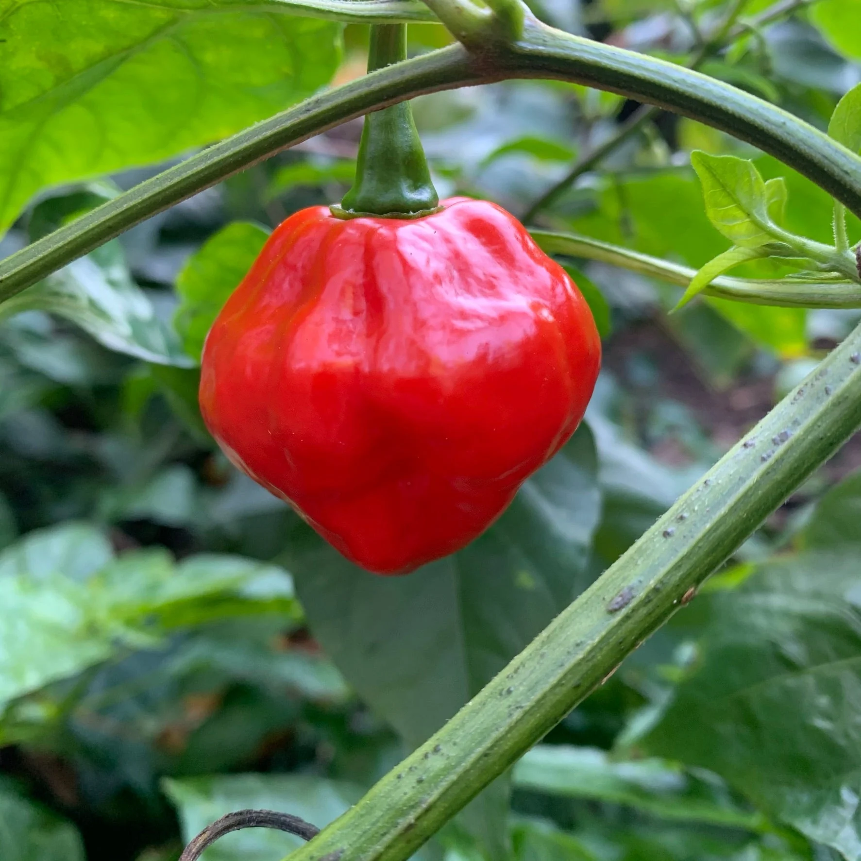 Red Savina x Scotch Bonnet MOA - Seeds - Image 6