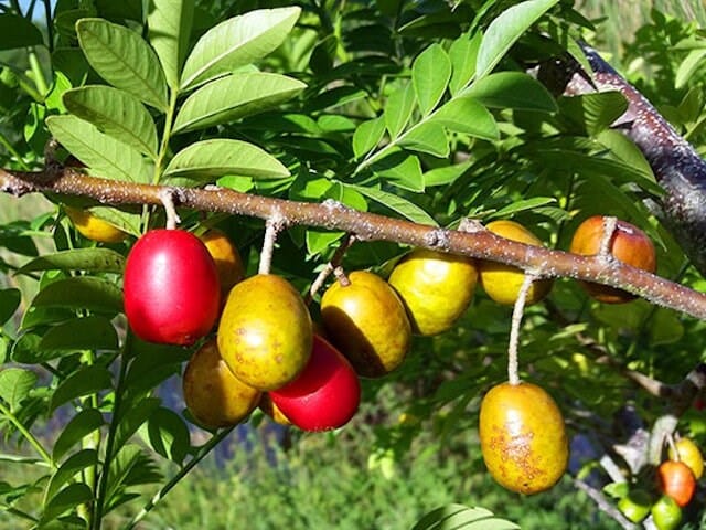 Red Spanish/Hog Plum, Ciruela, Jocote Rojo, Mombin Tree - Image 2