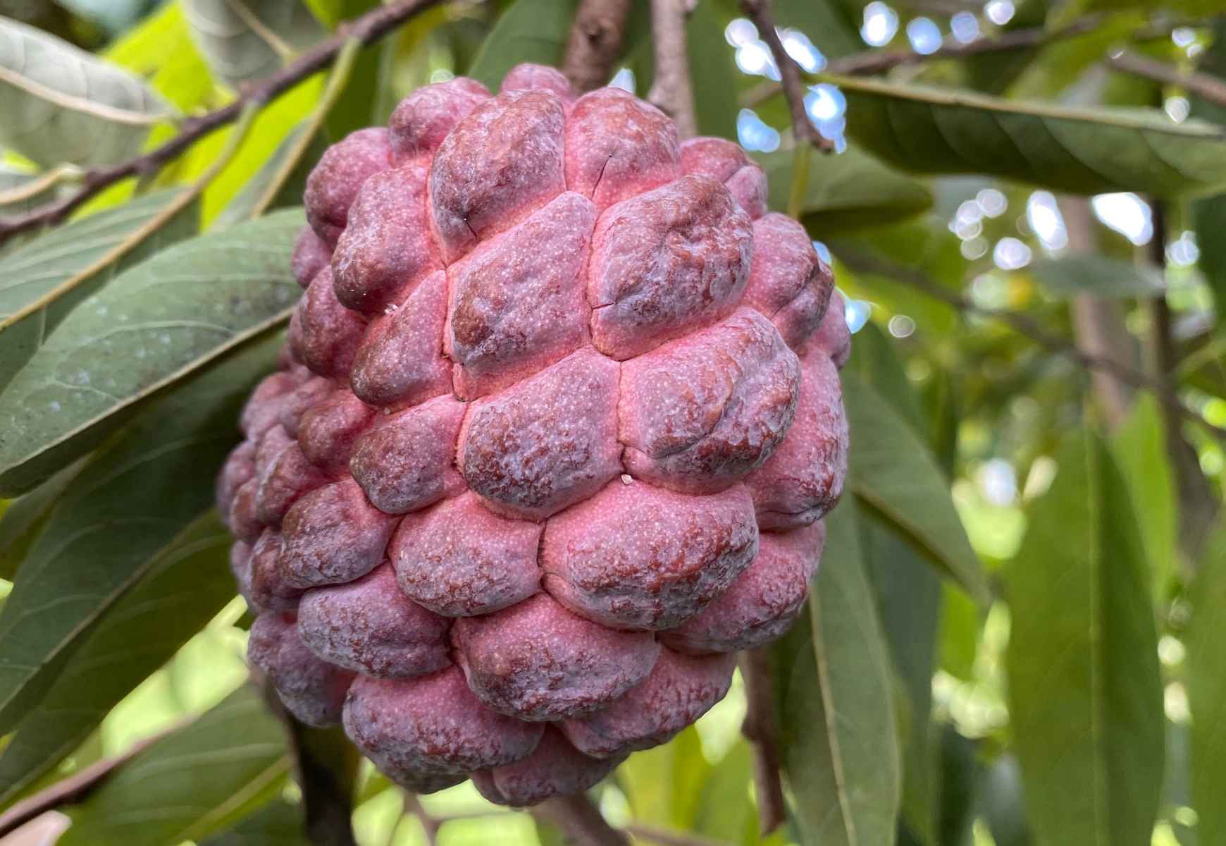 Red Sugar Apple, Sweetsop, Annona Tree - Image 2