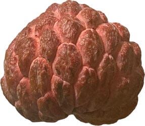 Red Sugar Apple, Sweetsop, Annona Tree - Image 4