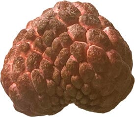 Red Sugar Apple, Sweetsop, Annona Tree - Image 5