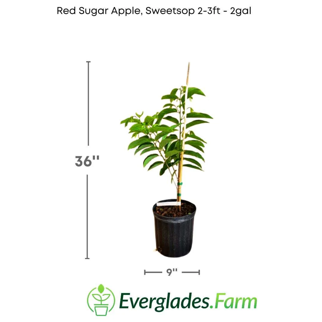 Red Sugar Apple, Sweetsop, Annona Tree - Image 6